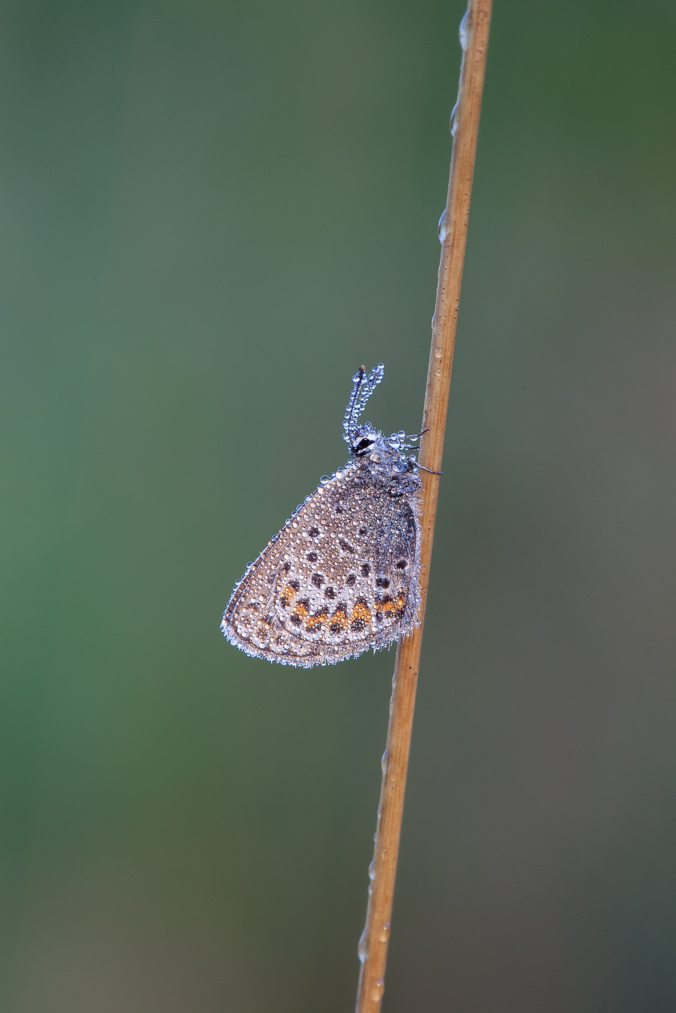 Canon EF 300mm F4L IS USM sample photo. Dew blue wing photography