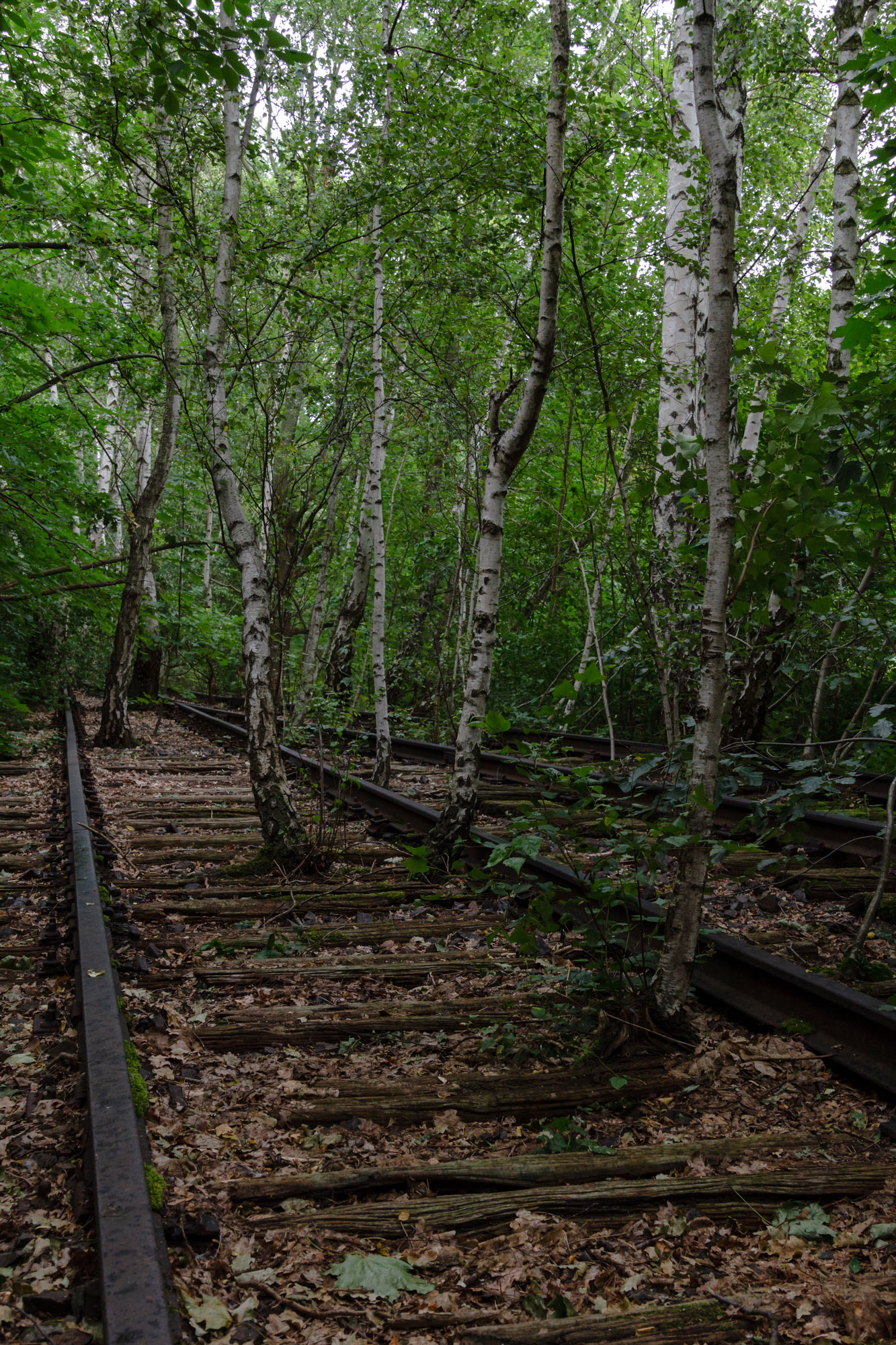 Sigma 24-105mm f/4 DG OS HSM | A sample photo. Gleise im wald photography