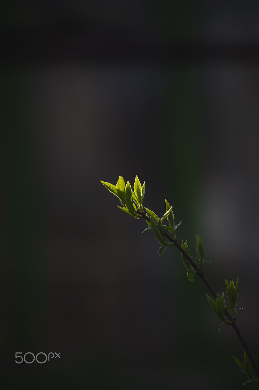 smc PENTAX-DA L 50-200mm F4-5.6 ED sample photo. Plant photography