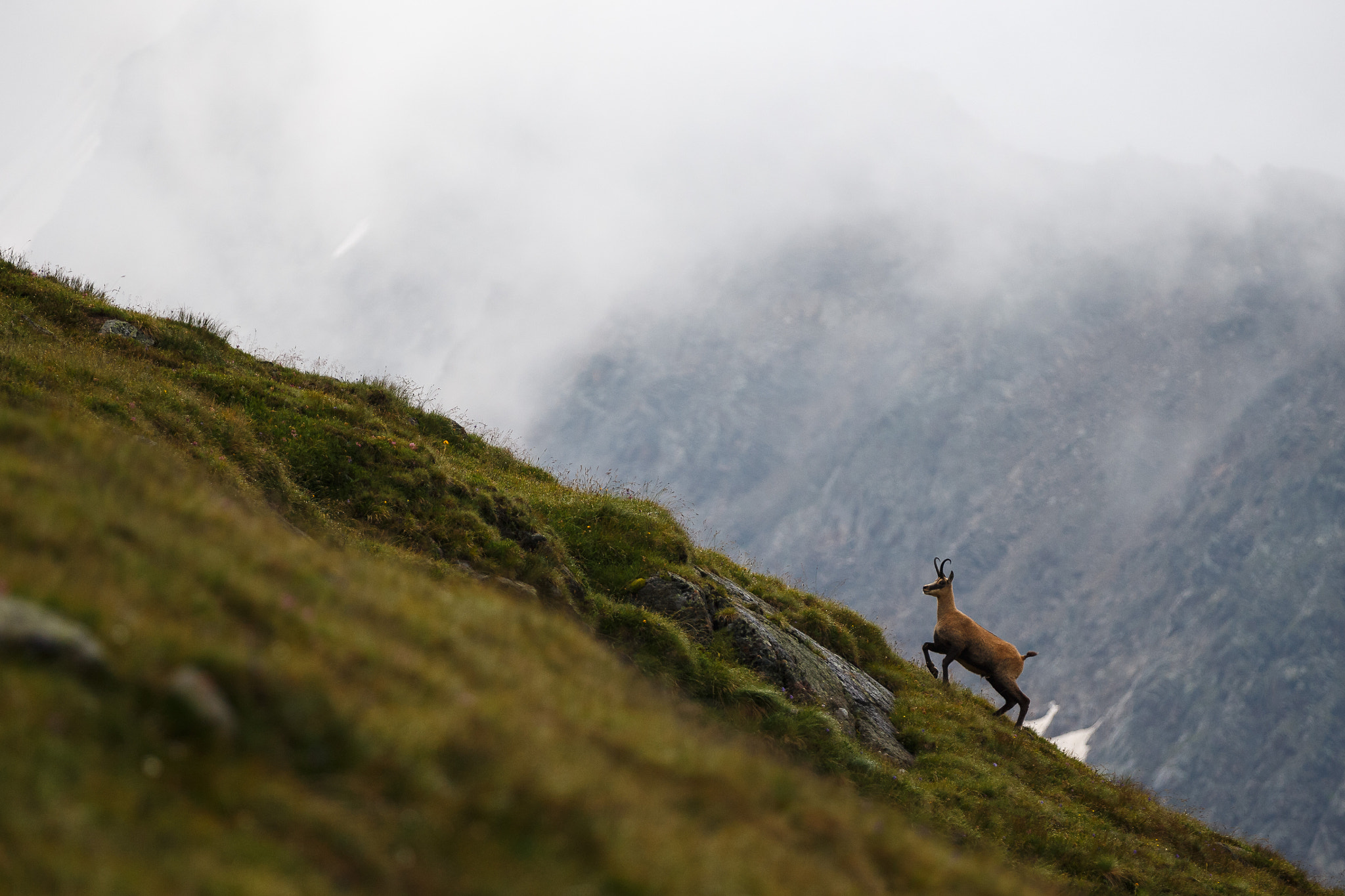 Canon EOS-1D X sample photo. Chamois photography