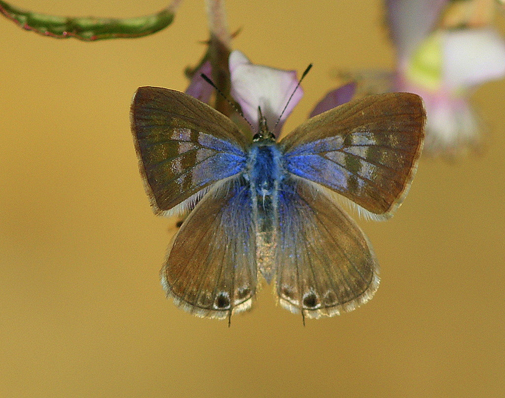 Sony Alpha DSLR-A350 + Sony 100mm F2.8 Macro sample photo. Mavİ zebra photography