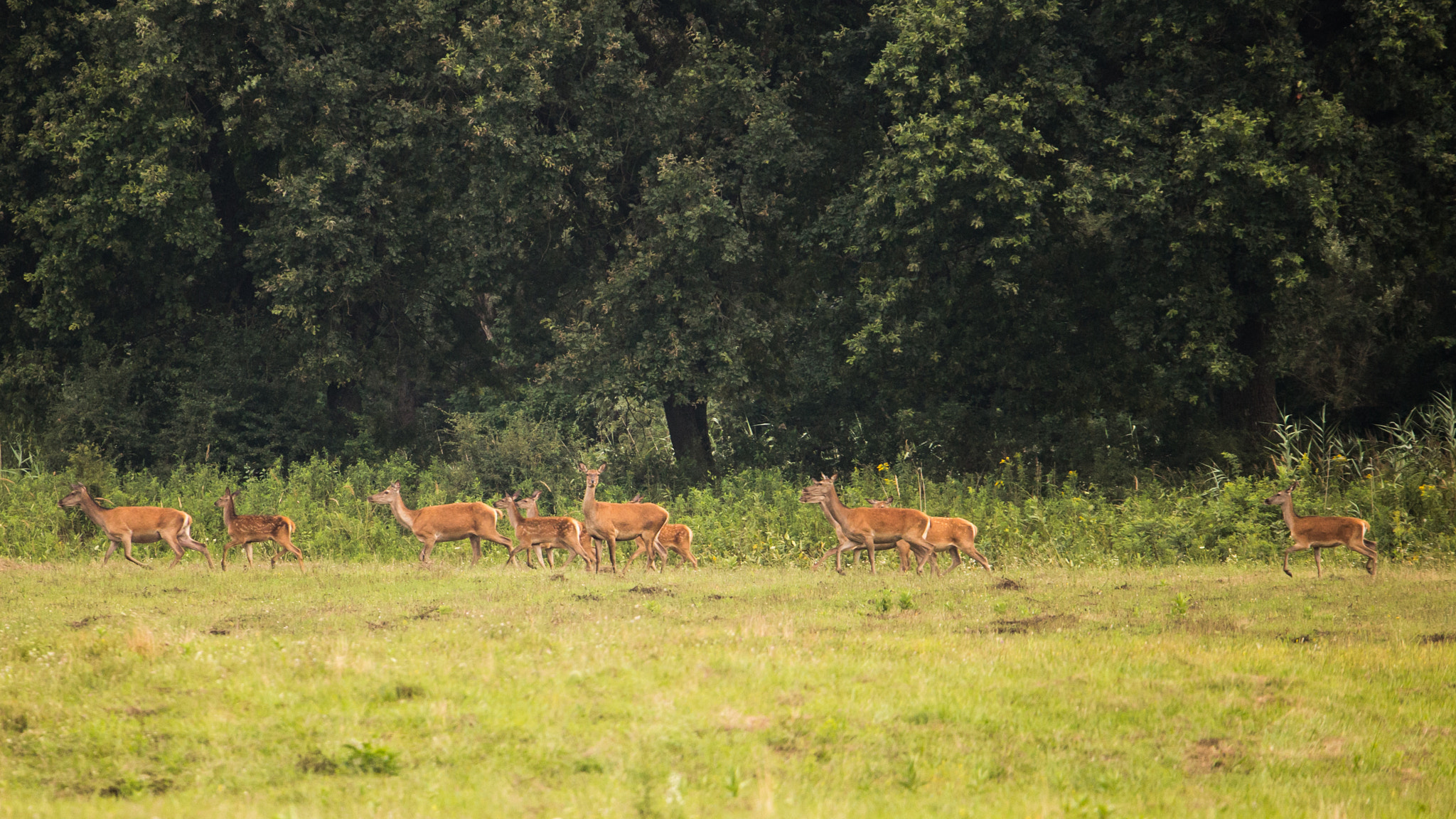 150-600mm F5-6.3 DG OS HSM | Sports 014 sample photo. The gang photography