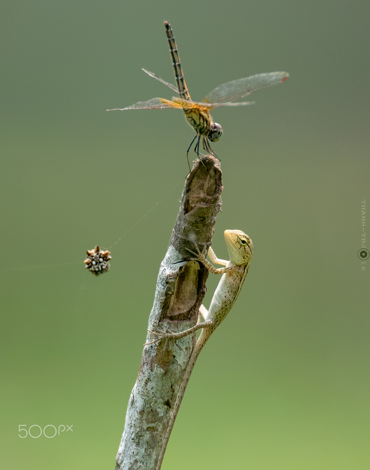 Nikon AF-S Nikkor 600mm F4D ED-IF II sample photo