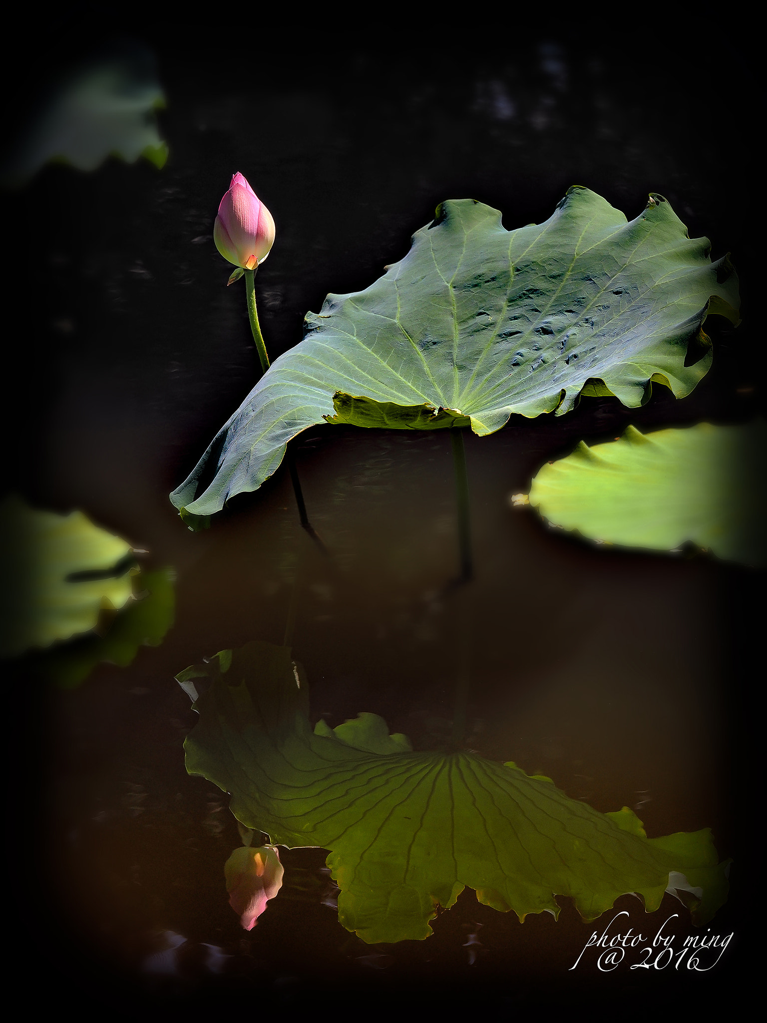 Panasonic Lumix G X Vario 35-100mm F2.8 OIS sample photo. 影荷荷影 photography