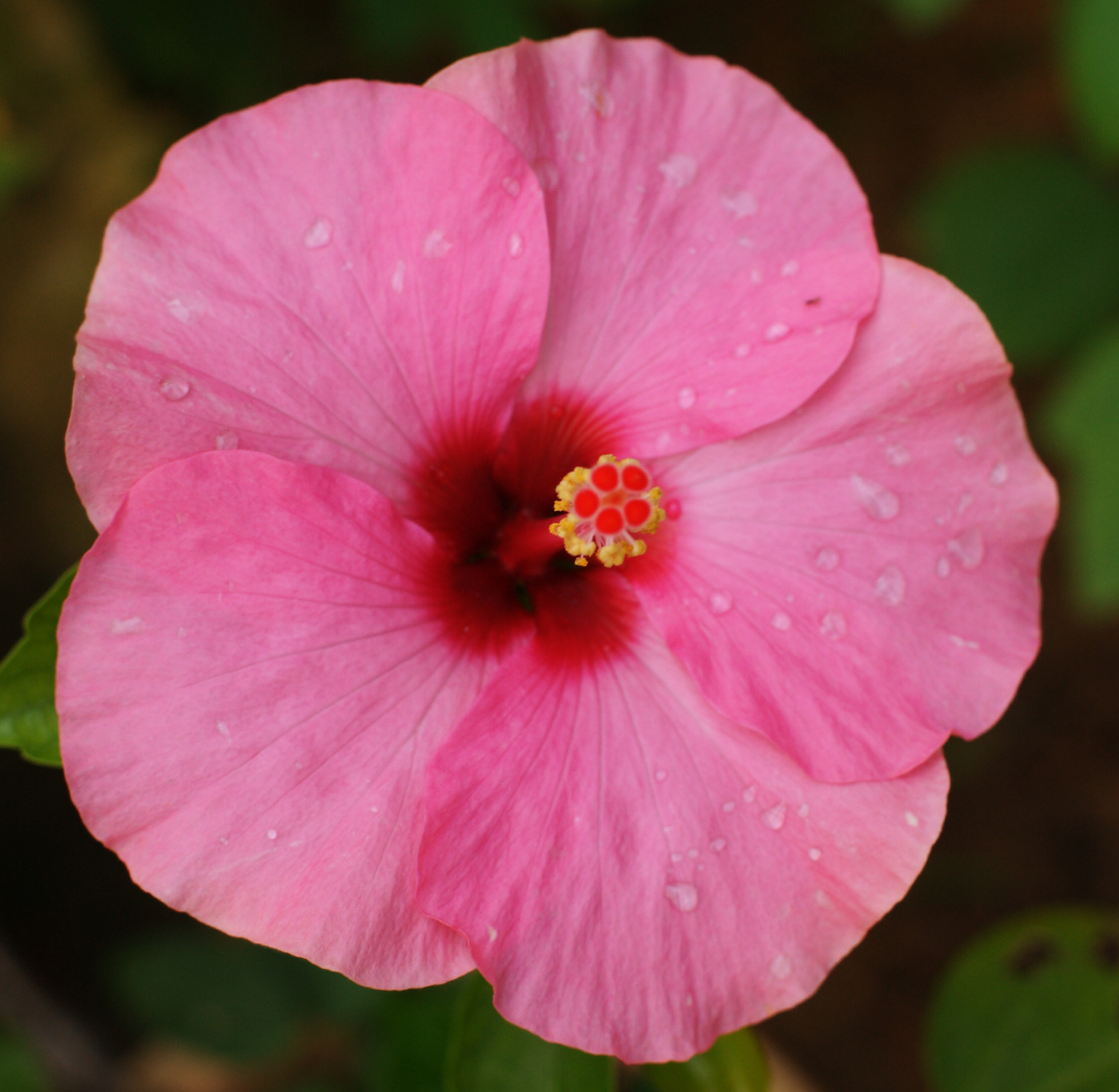 Sony Alpha DSLR-A850 sample photo. Hibiscus photography