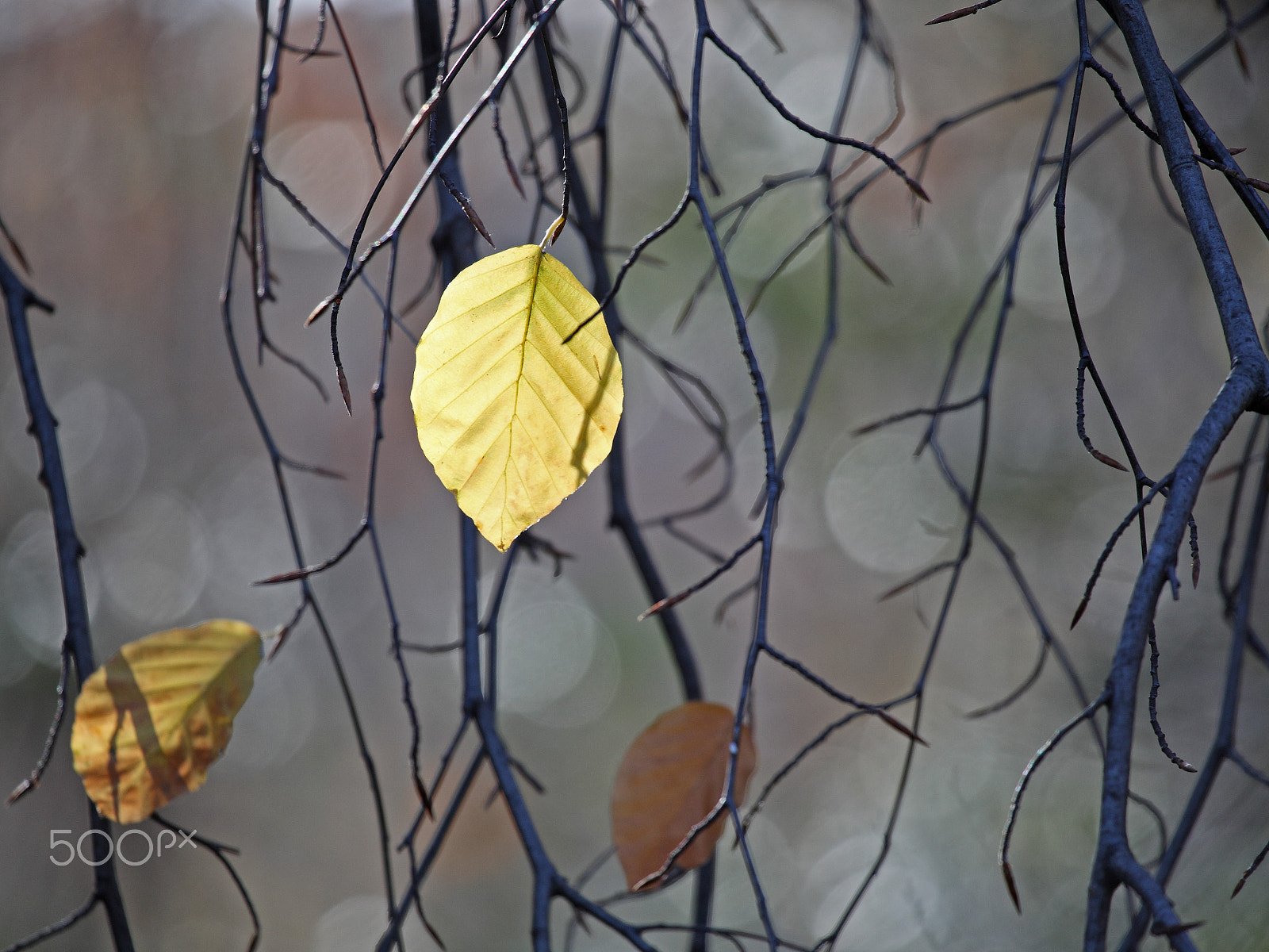 Canon EOS-1D Mark IV sample photo. Autumn leaf photography