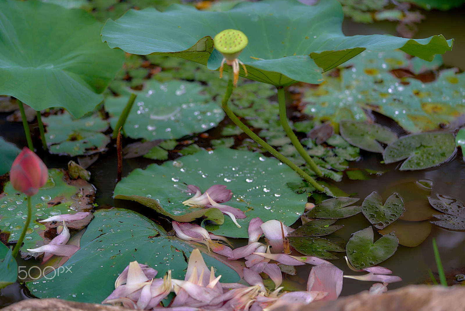 Sony a7S sample photo. Withered away photography