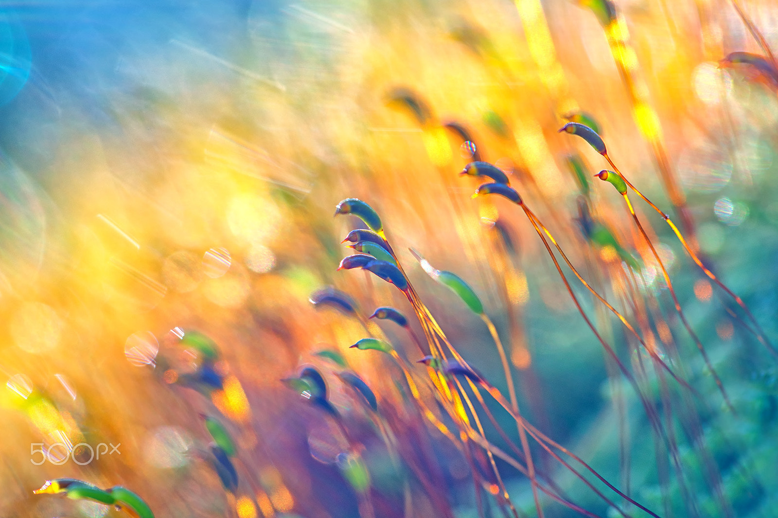 Tamron 18-270mm F3.5-6.3 Di II PZD sample photo. Moss pop art photography