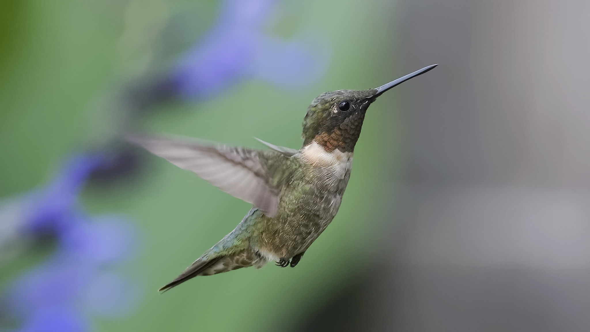 Sigma 28-300mm F3.5-6.3 DG Macro sample photo. Enjoy the flight photography