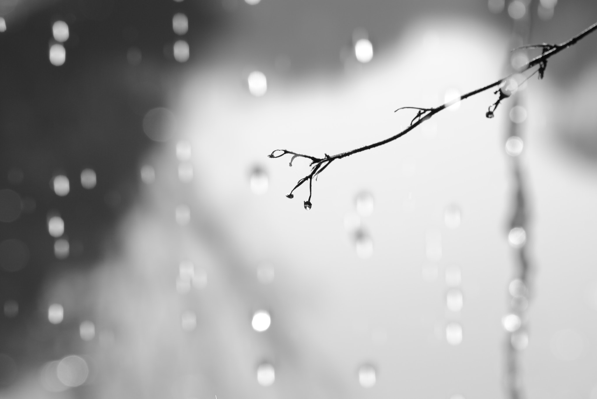 AF Zoom-Nikkor 70-300mm f/4-5.6D ED sample photo. Blackwhite photography
