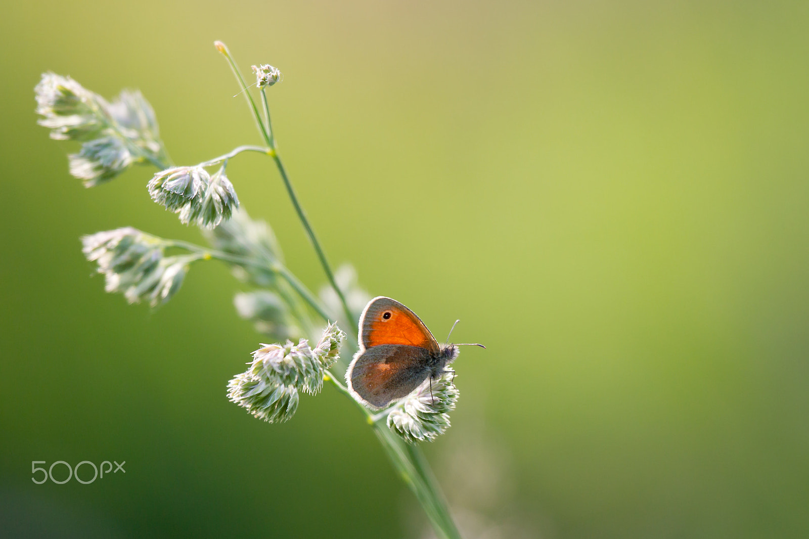 Canon EF 100-400mm F4.5-5.6L IS USM sample photo. Single butterfly photography