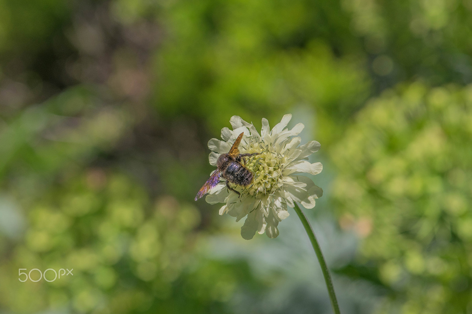 Nikon AF-S Micro-Nikkor 105mm F2.8G IF-ED VR sample photo. Conqueror photography