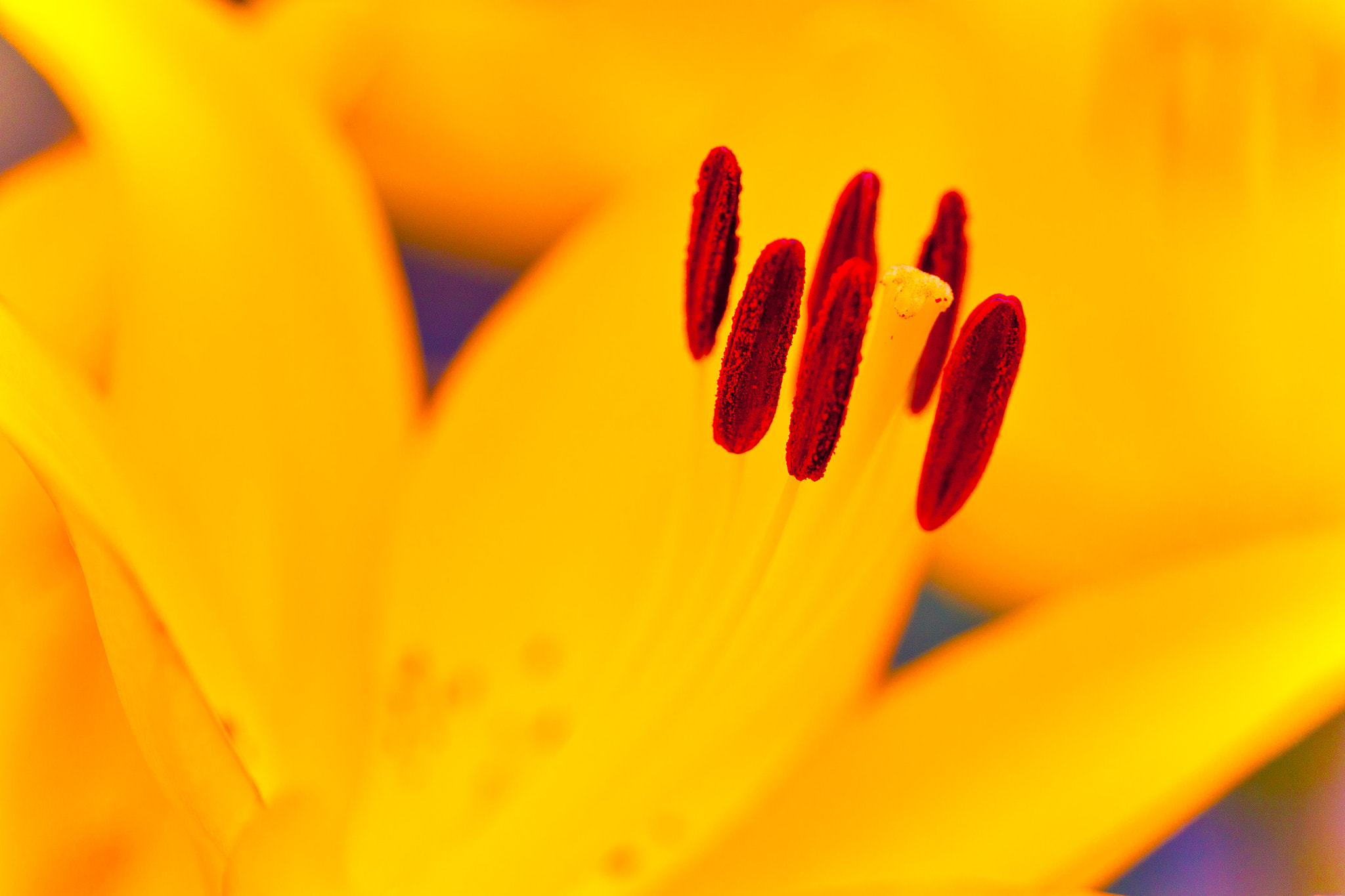 Canon EOS 50D + Tamron SP AF 90mm F2.8 Di Macro sample photo. Lily（ユリ） photography