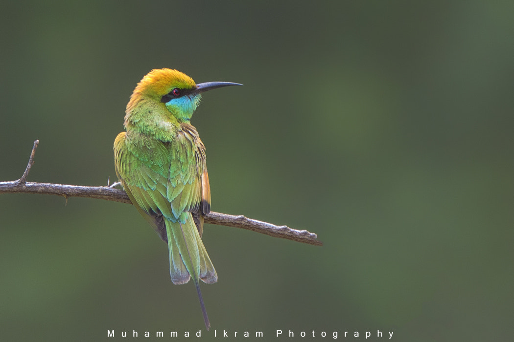 Canon EOS 7D Mark II + Canon EF 400mm F4.0 DO IS USM sample photo. Green bee eater photography