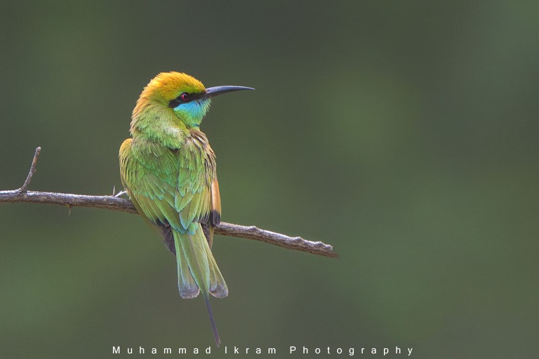 Canon EF 400mm F4.0 DO IS USM sample photo. Green bee eater photography