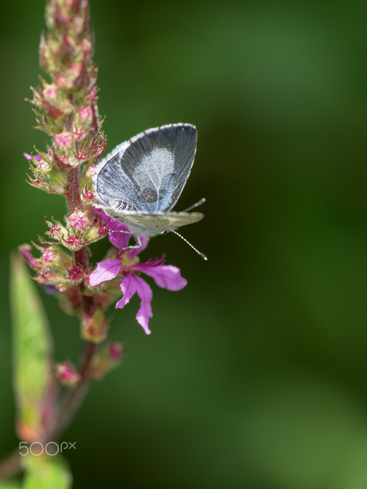 Olympus OM-D E-M1 + OLYMPUS M.300mm F4.0 sample photo. Faulbaum-bläuling (celastrina argiolus) photography