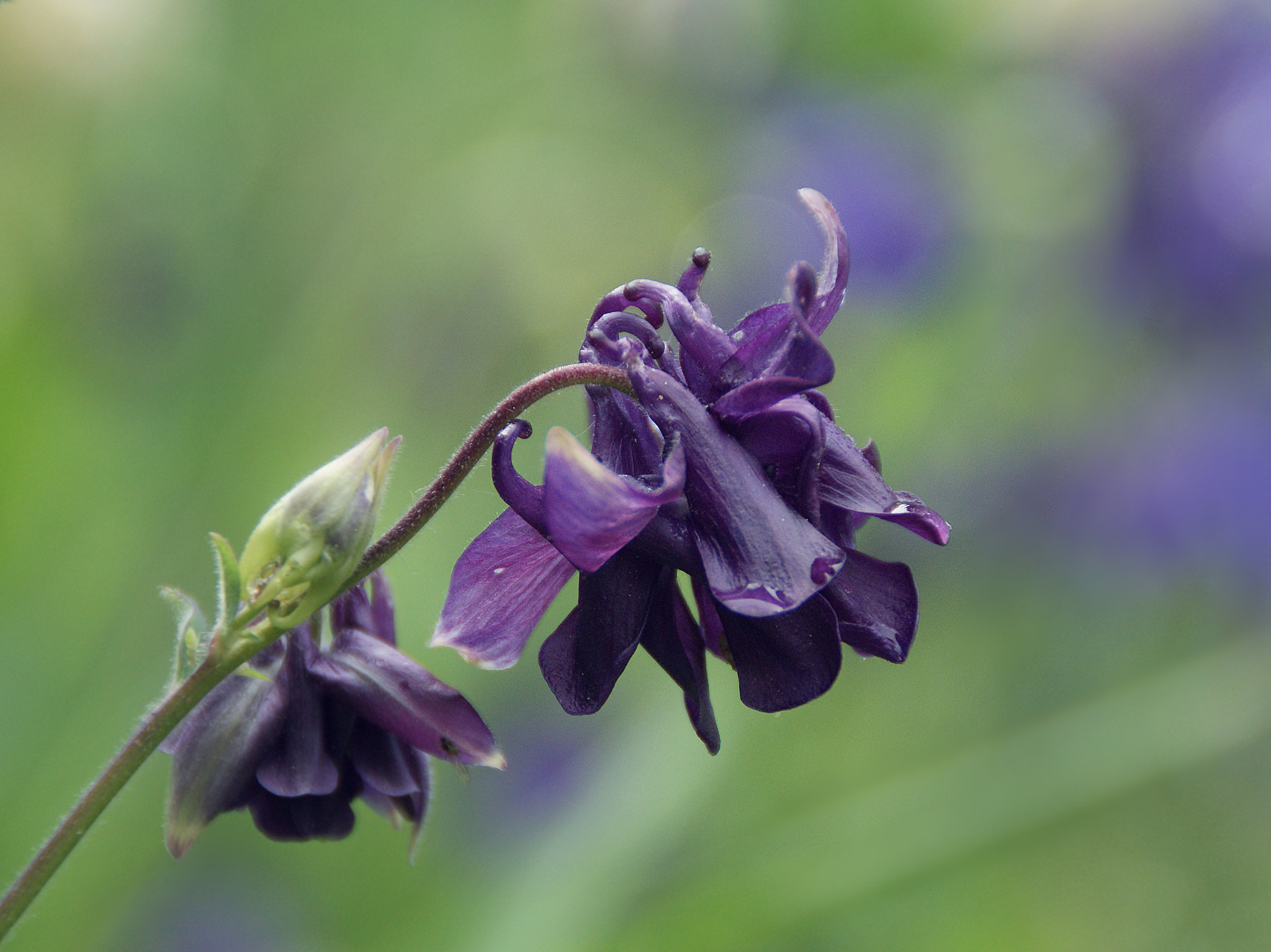 Sony Alpha DSLR-A290 sample photo. Columbine photography
