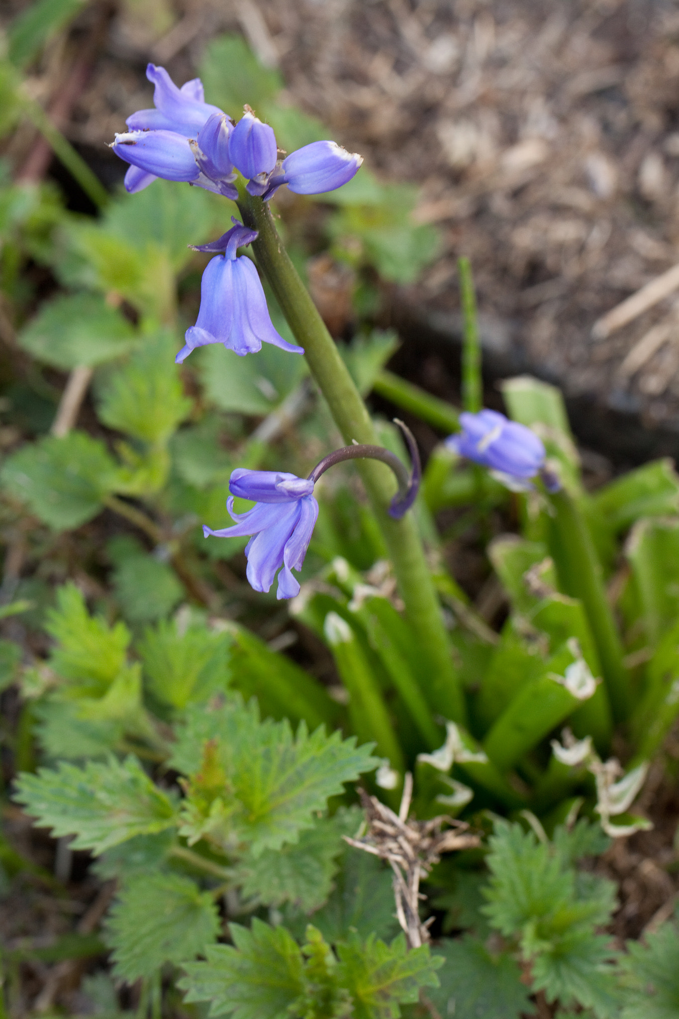 Canon EOS 50D + Canon EF 100mm F2.8L Macro IS USM sample photo. No purple rain photography