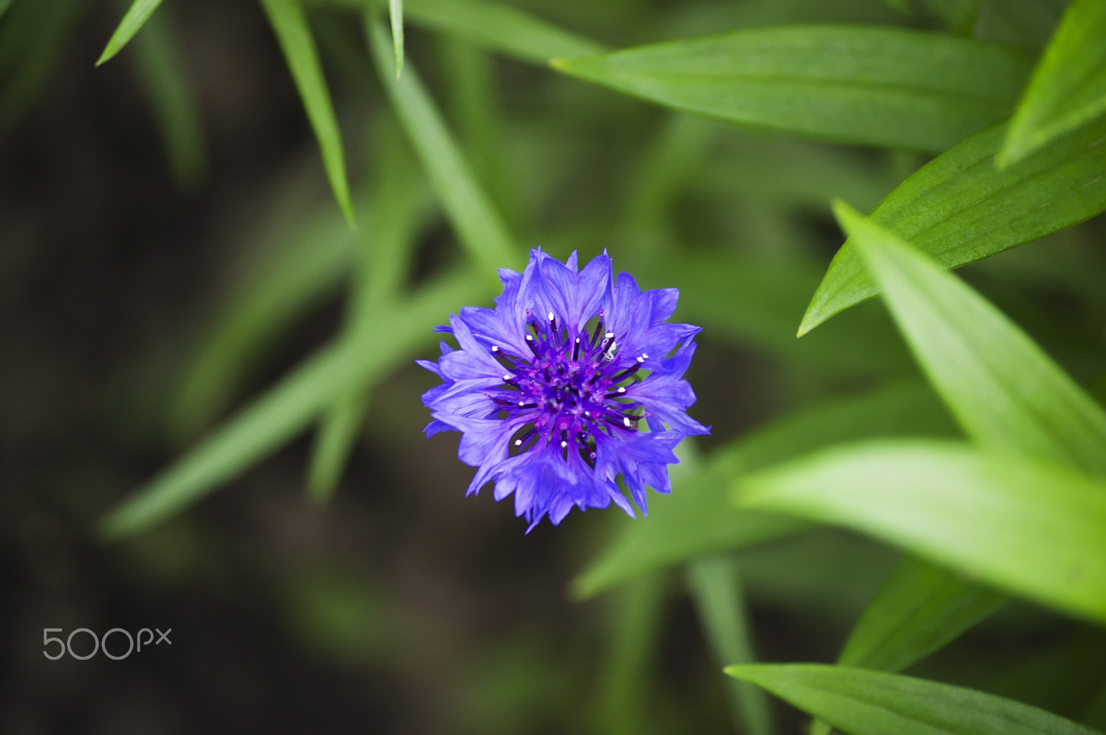 smc PENTAX-DA L 50-200mm F4-5.6 ED sample photo. One blue flower isolated on white background. close-up. studio photography. photography