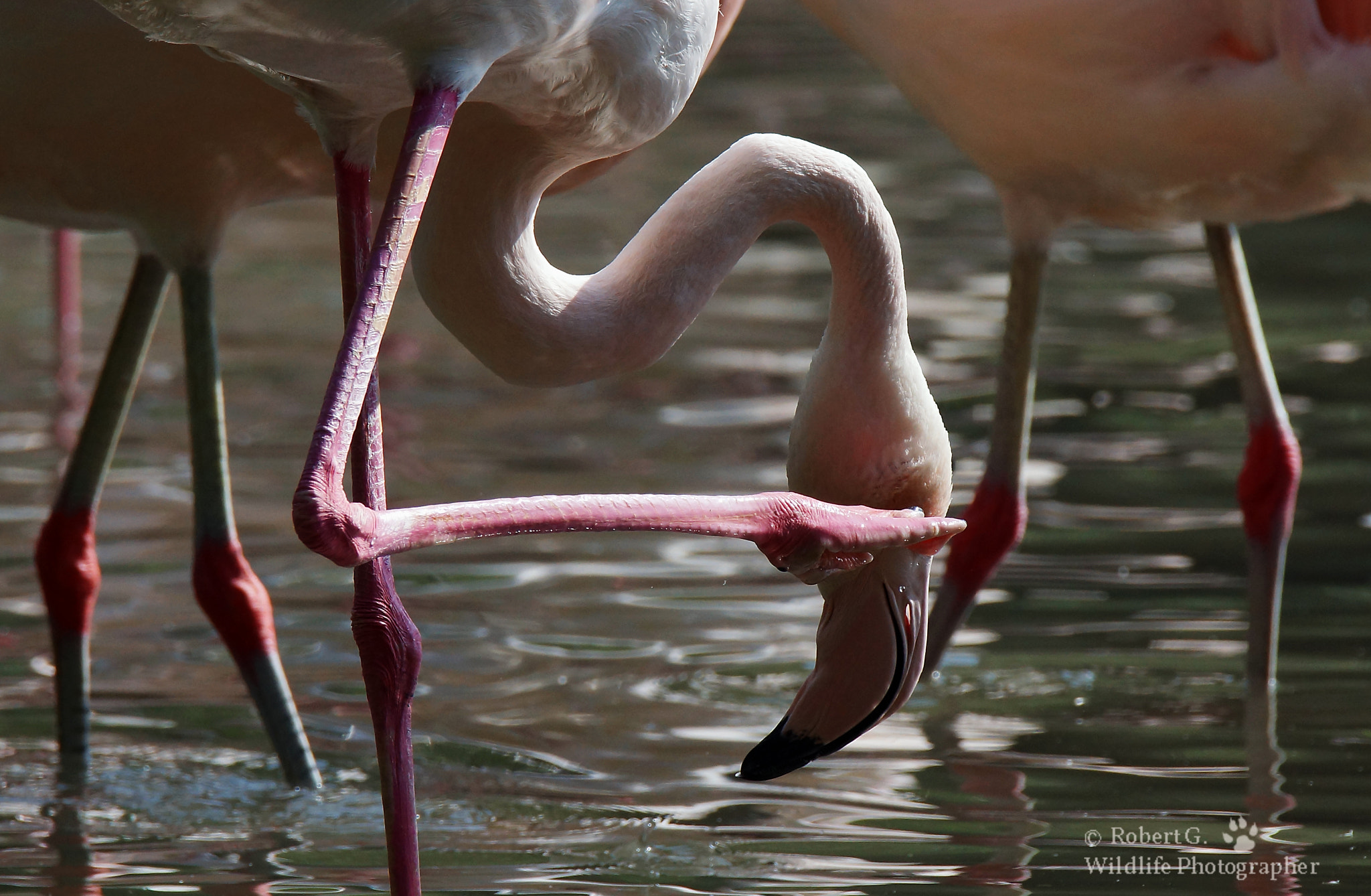 Sony SLT-A77 + Tamron SP 150-600mm F5-6.3 Di VC USD sample photo. Flanmingo on the lake photography