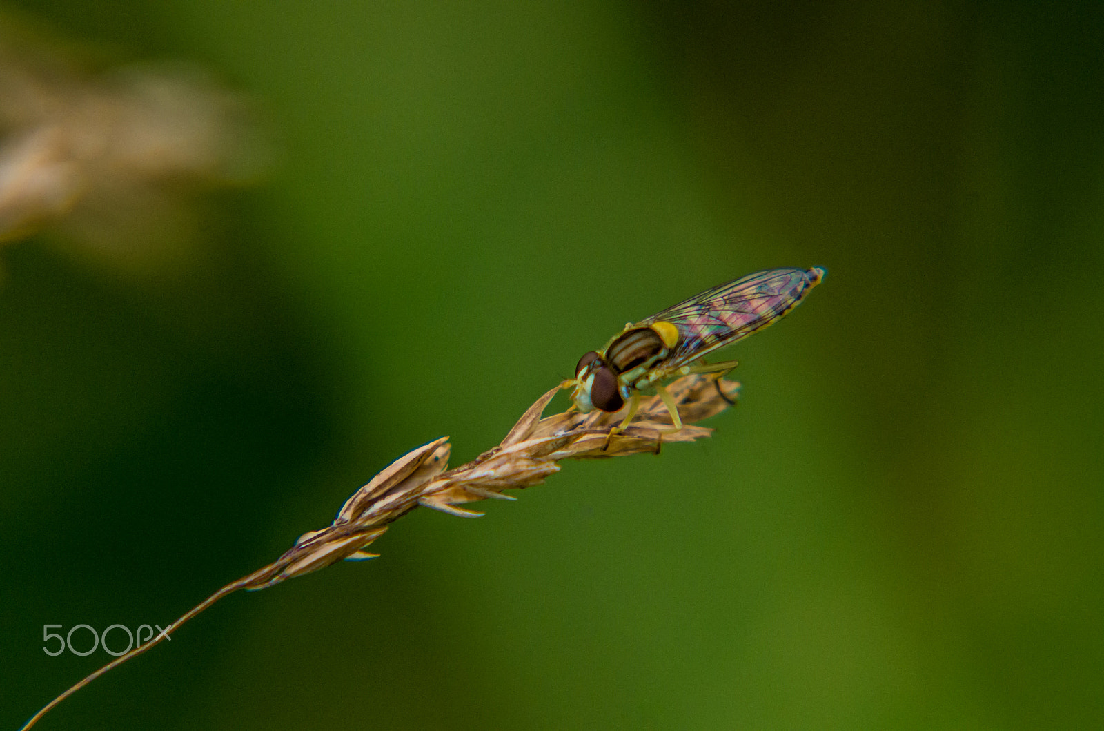 Pentax K-50 + Tamron AF 70-300mm F4-5.6 Di LD Macro sample photo. Hover fly photography