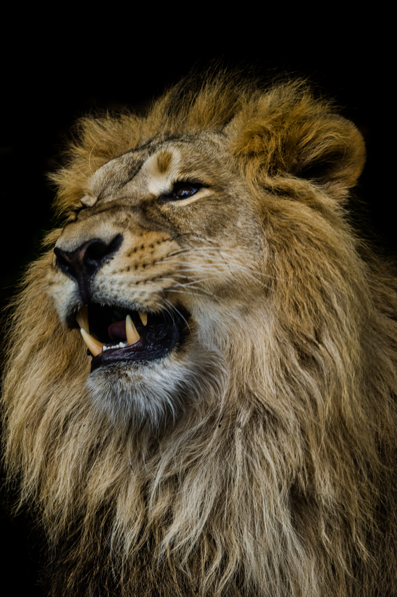 Sigma 70-200mm F2.8 EX DG Macro HSM II sample photo. Lion portrait photography