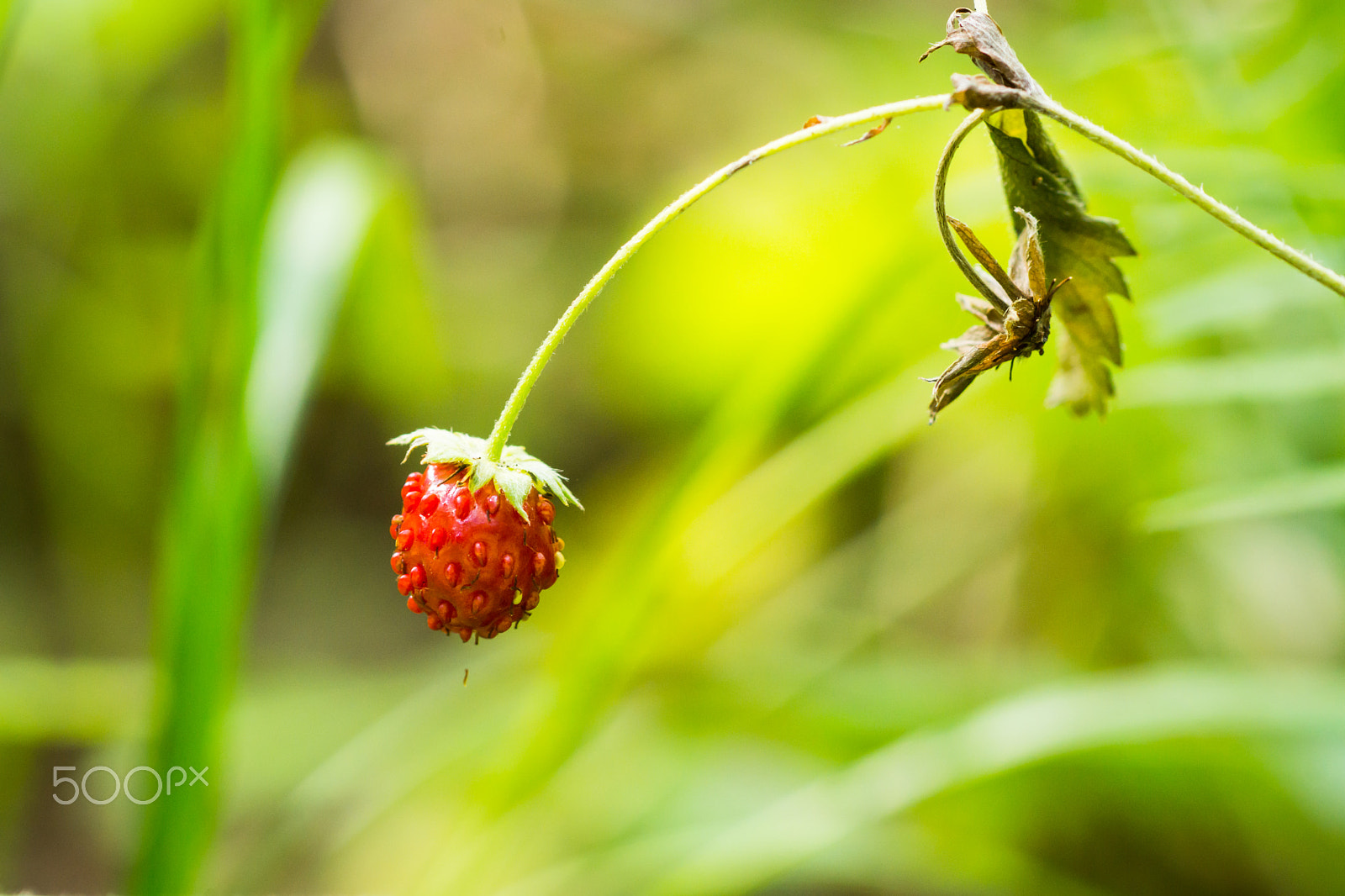 Sony SLT-A77 + Sony 100mm F2.8 Macro sample photo. Strawberry photography