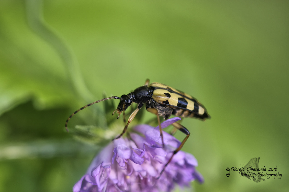 Sigma APO Macro 150mm f/2.8 EX DG HSM sample photo. Rutpela maculata photography
