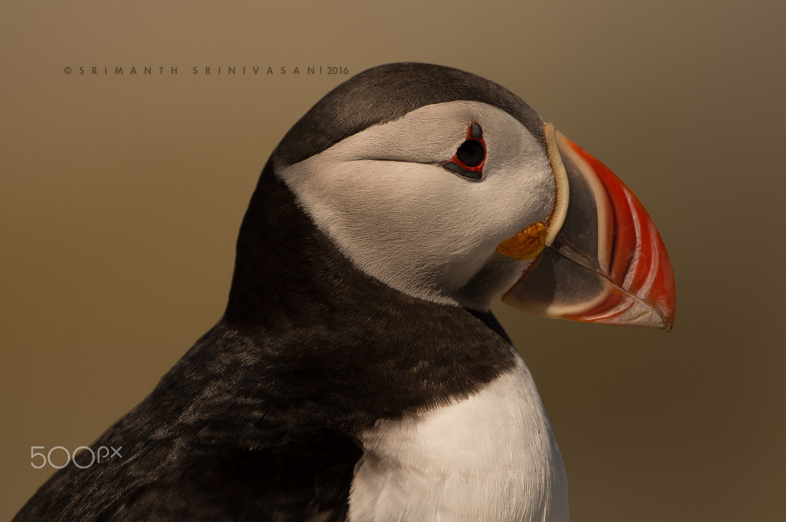 Nikon D610 + Nikon AF-S Nikkor 600mm F4G ED VR sample photo. Clown of the sea!! photography