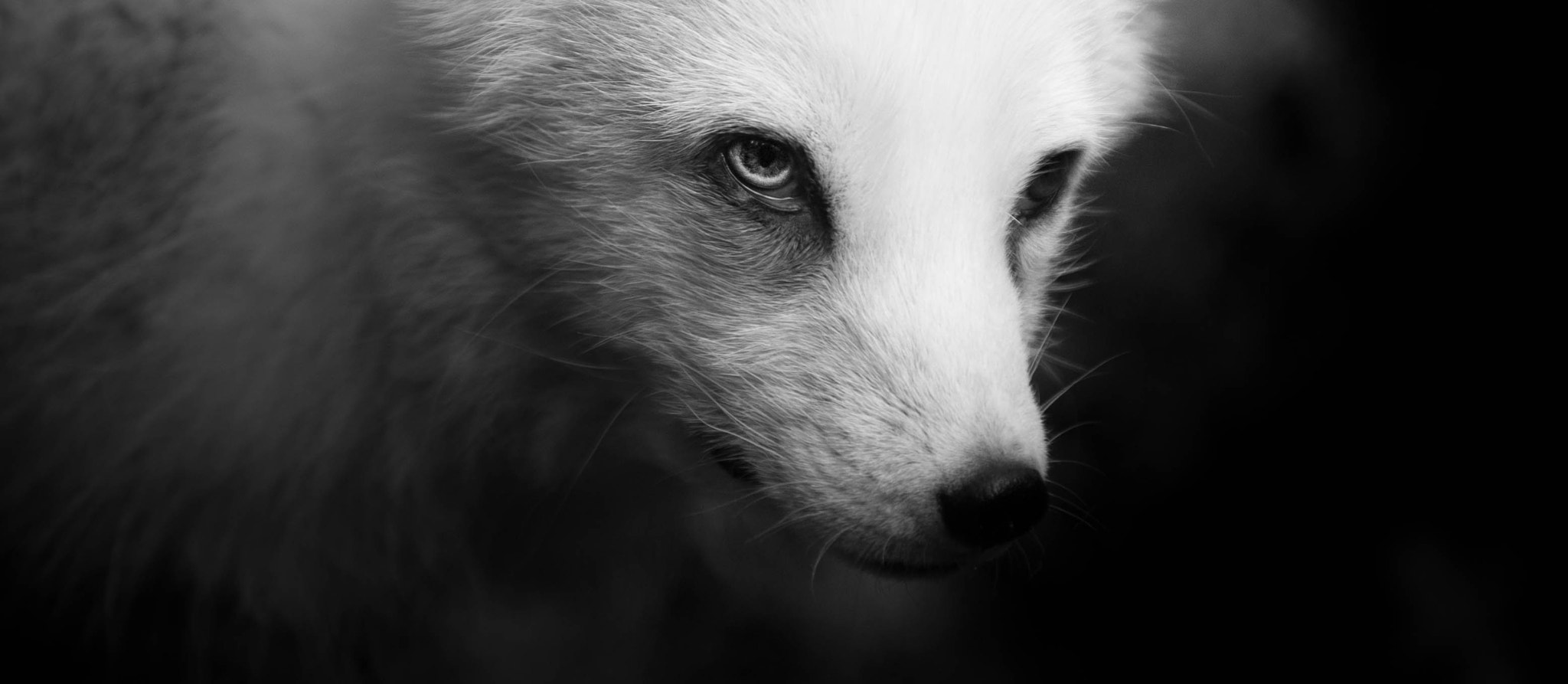 Nikon D700 + AF-S Zoom-Nikkor 80-200mm f/2.8D IF-ED sample photo. Black and white photo. portrait of polar fox. photography