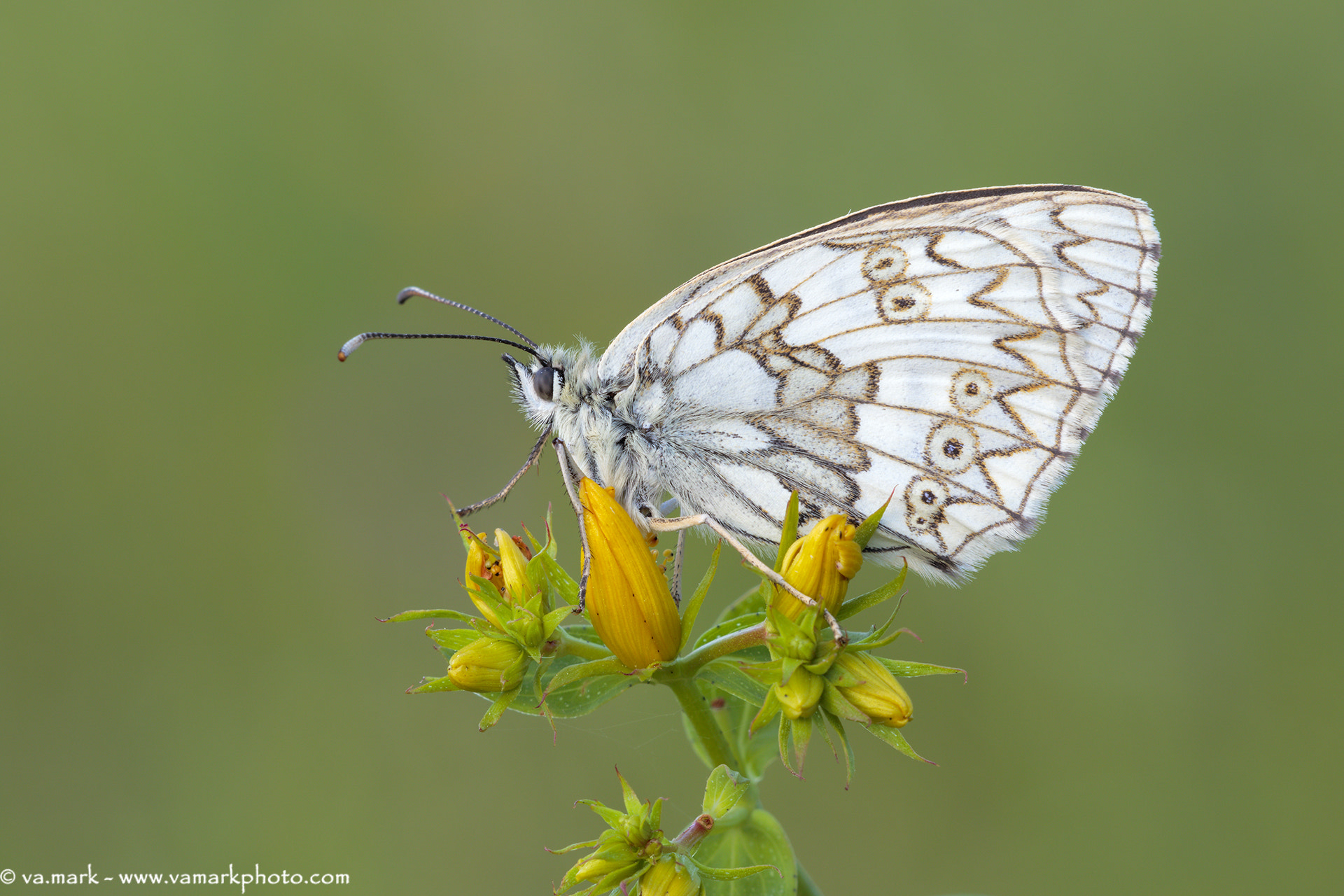 Canon EF 180mm F3.5L Macro USM sample photo. Melanargia russiae photography