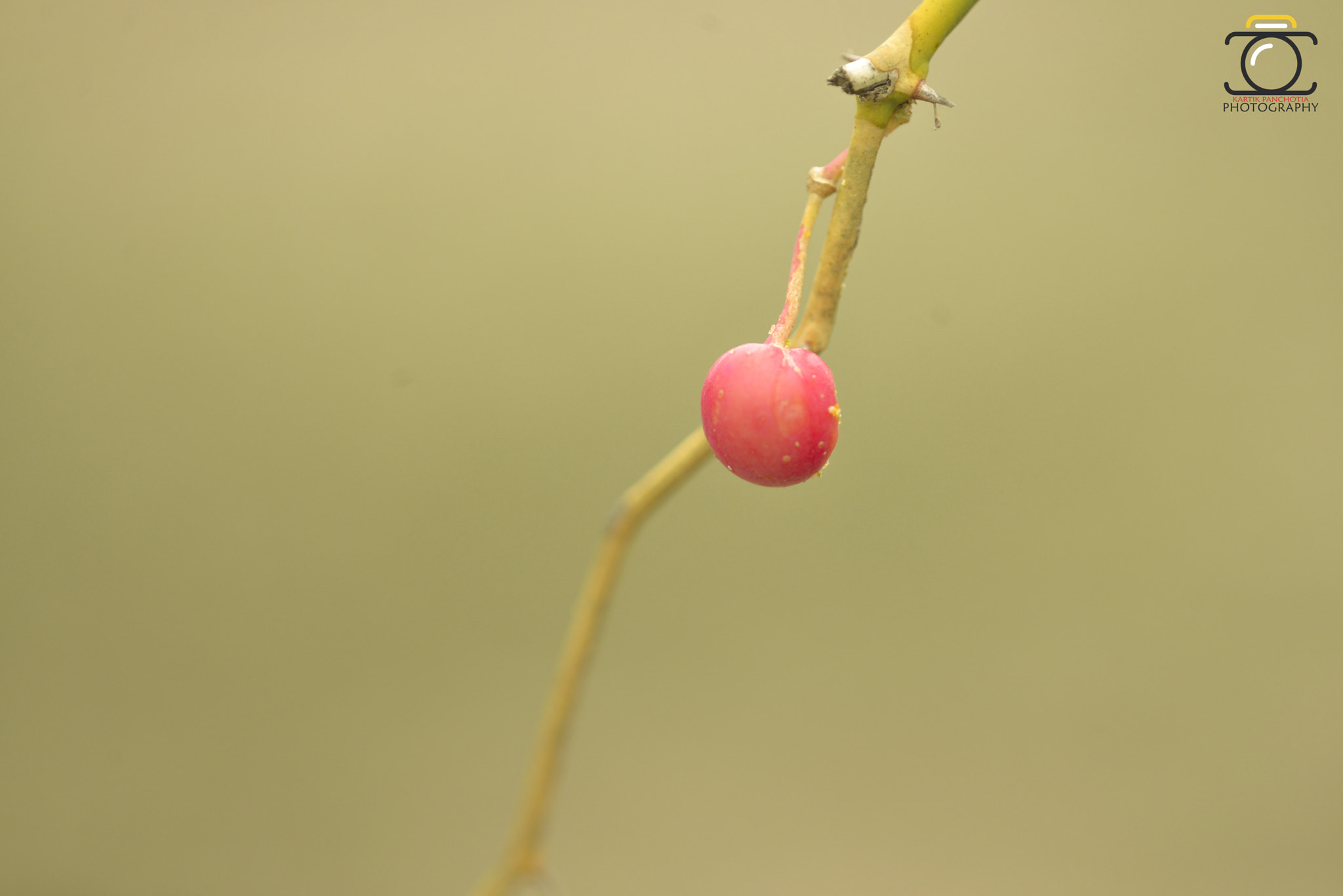 Nikon D610 + Nikon AF Micro-Nikkor 200mm F4D ED-IF sample photo. Berry photography