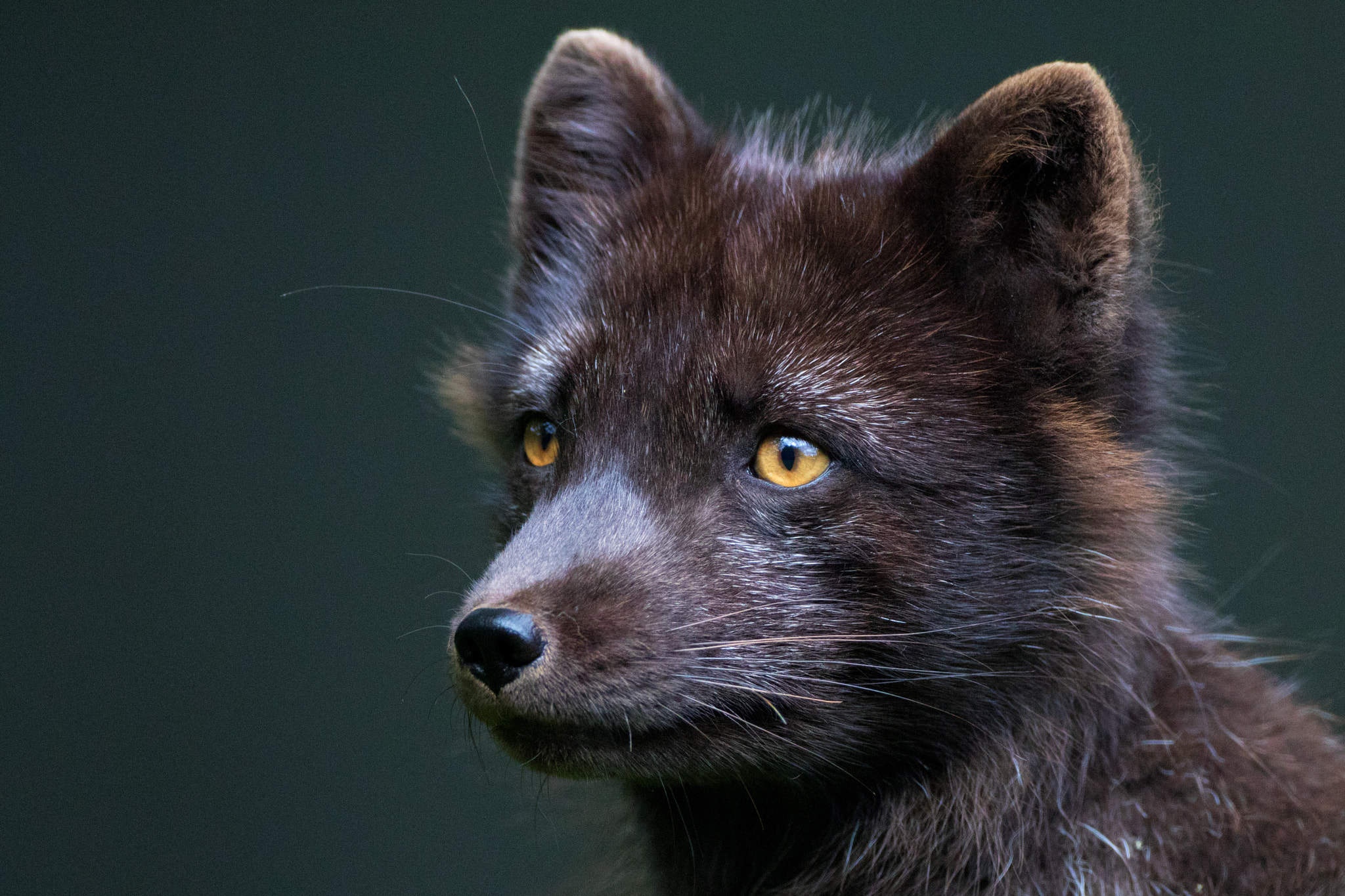 Canon EOS 80D + Canon EF 500mm F4L IS USM sample photo. Arctic fox portrait three quarter photography