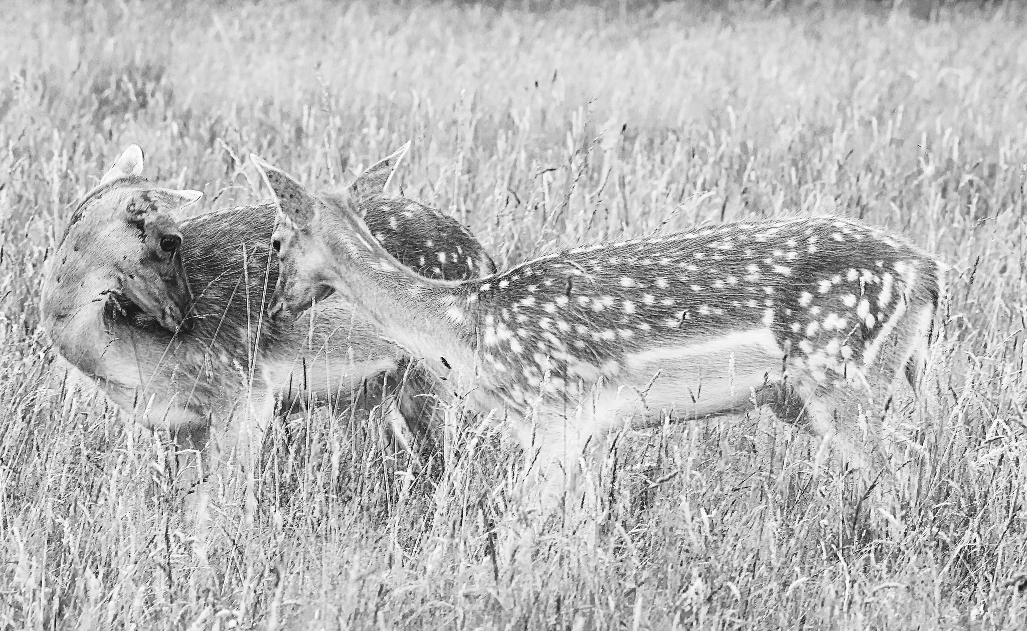 Canon EOS 70D + Canon EF 200mm F2.8L II USM sample photo. Playful deer photography