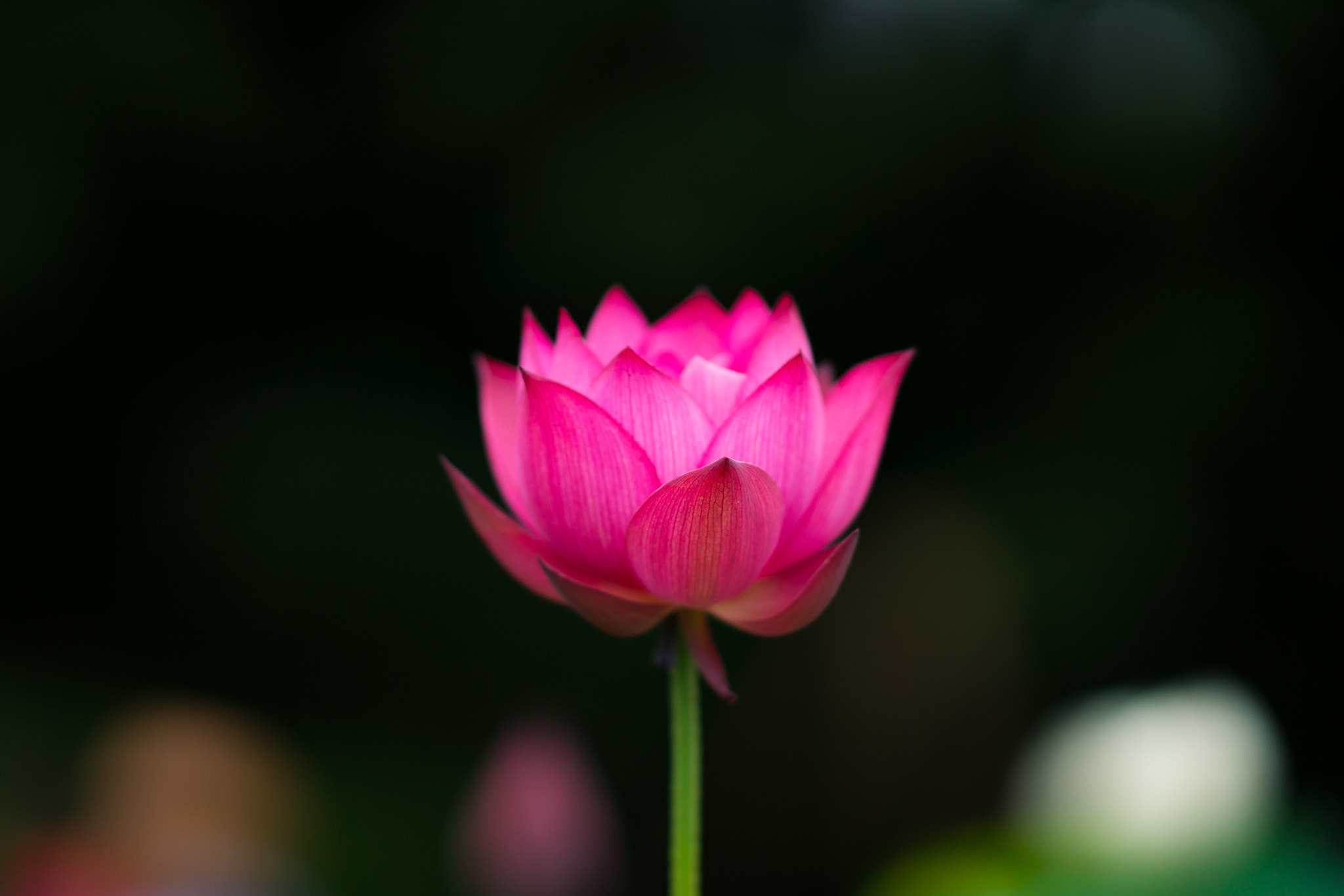 Sony Sonnar T* 135mm F1.8 ZA sample photo. 蓮華座 photography