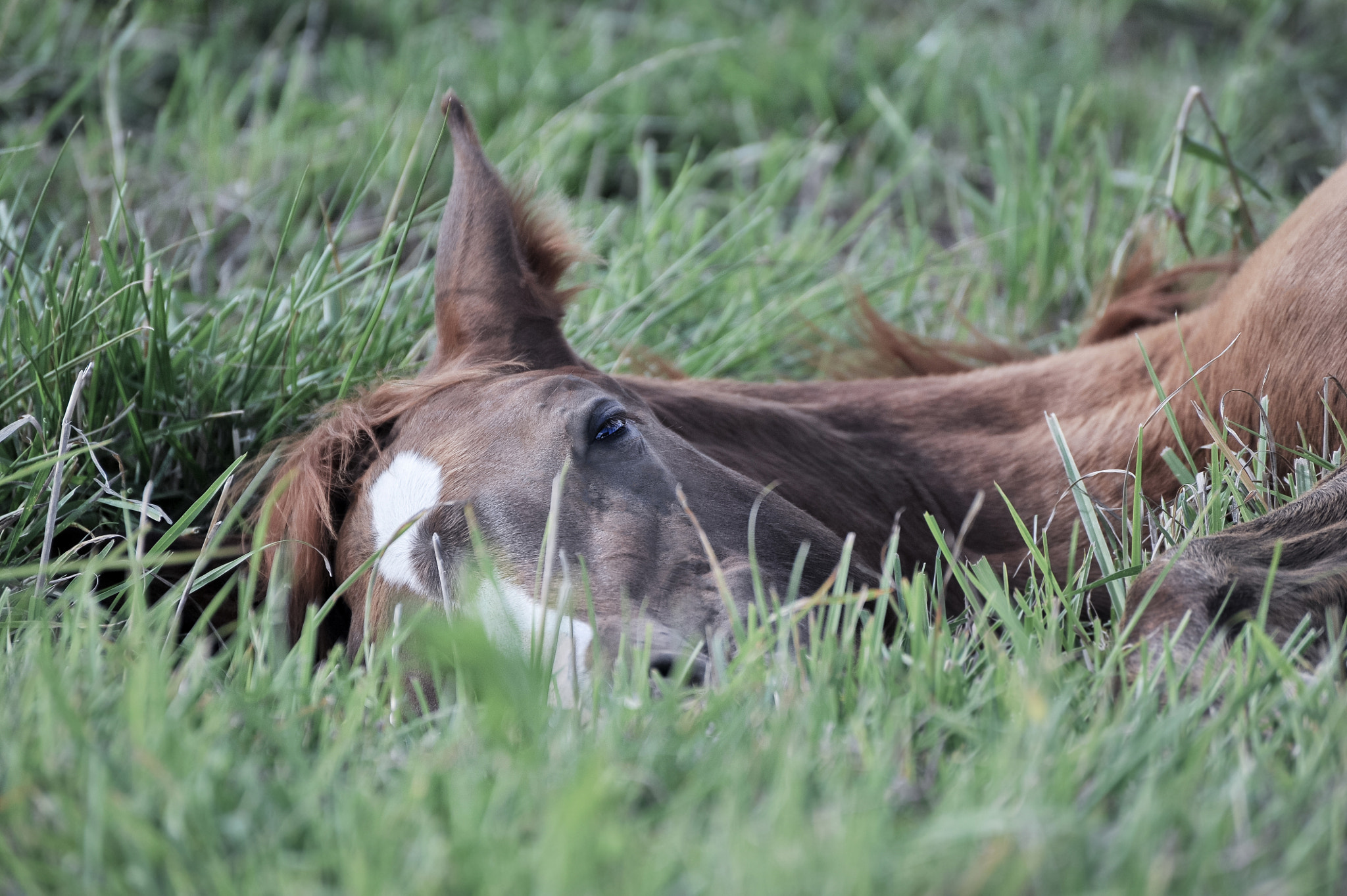 Nikon D3S sample photo. French saddlebred horse photography