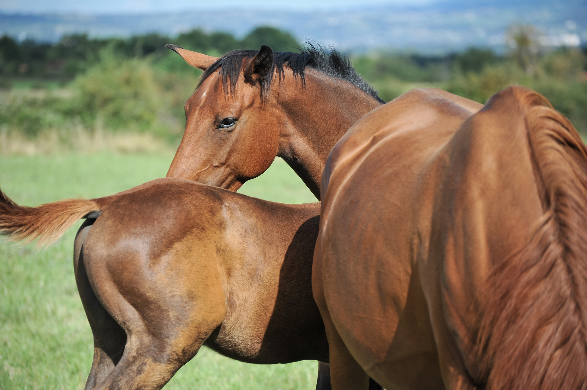Nikon D3S sample photo. French saddlebred horse photography