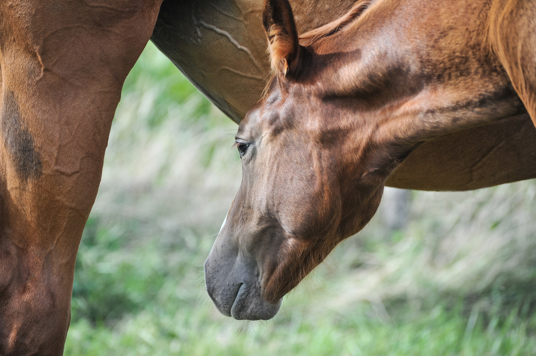 Nikon D3S sample photo. French saddlebred horse photography