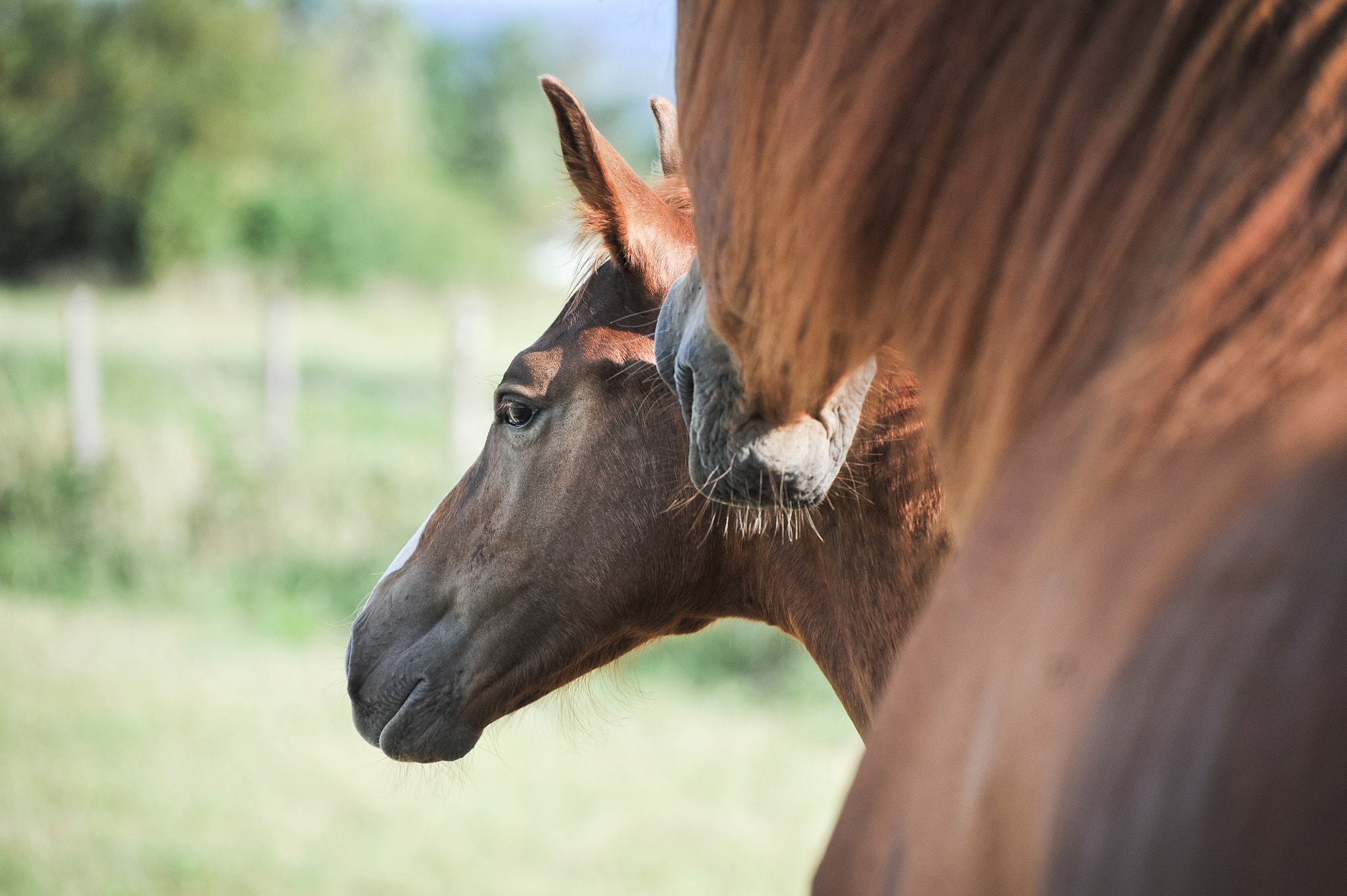 Nikon D3S sample photo. French saddlebred horse photography