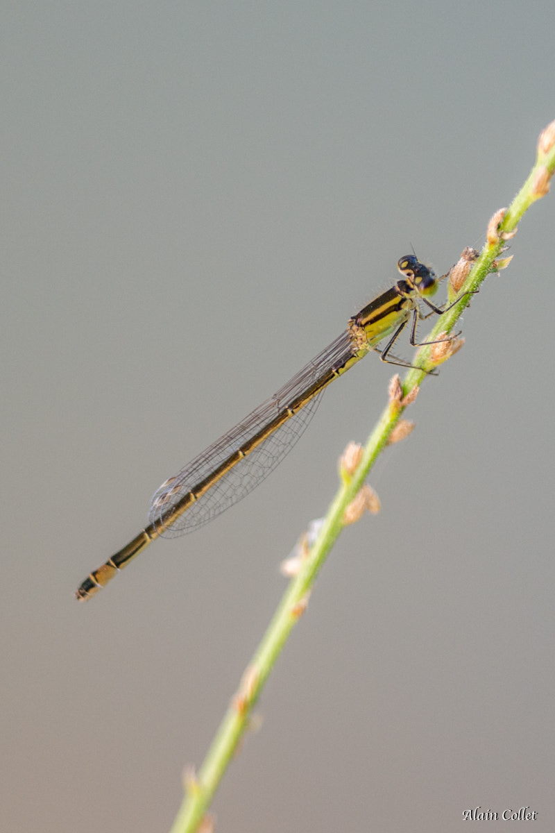 Sigma 150mm F2.8 EX DG OS Macro HSM sample photo. Agrion photography