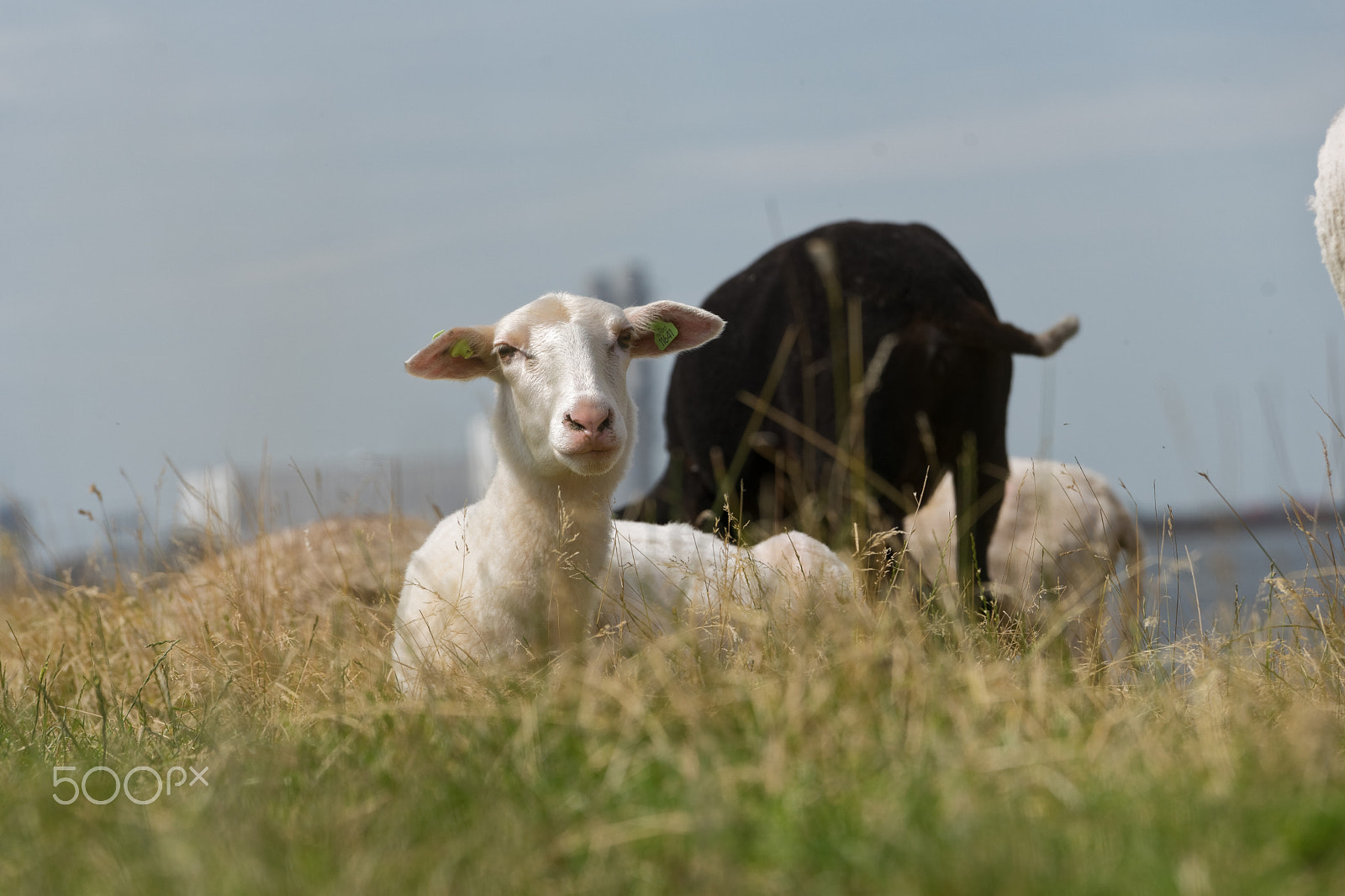 Sony a7 II + Sony FE 70-200mm F4 G OSS sample photo. Sheep and lambs on dike photography