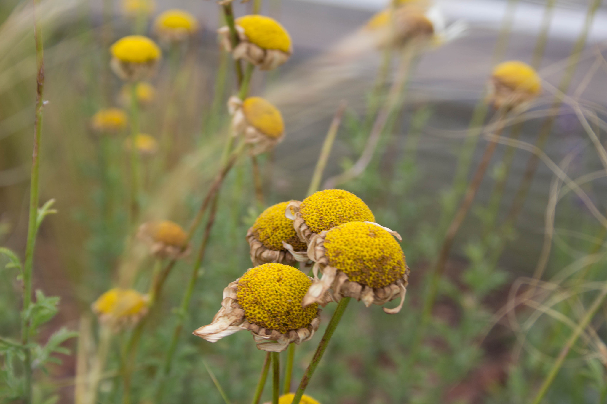 Canon EF-S 18-55mm F3.5-5.6 II sample photo. Natural beauty photography