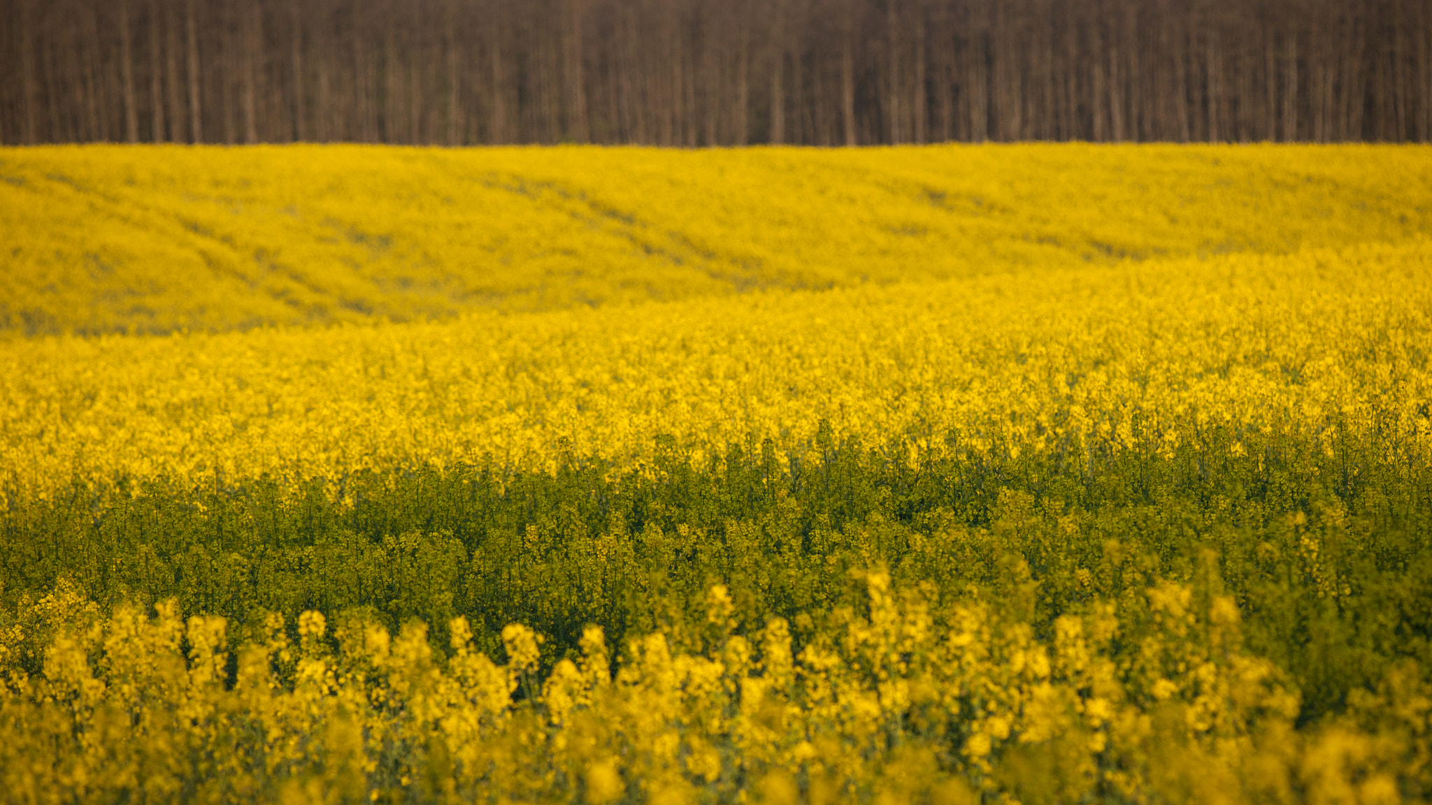 Tamron SP 150-600mm F5-6.3 Di VC USD sample photo. Rape field photography