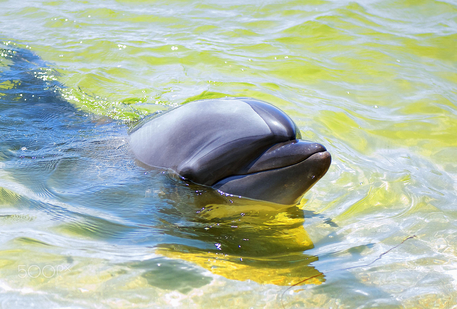 Nikon D200 sample photo. Dolphin coast in kobe japan 3 photography