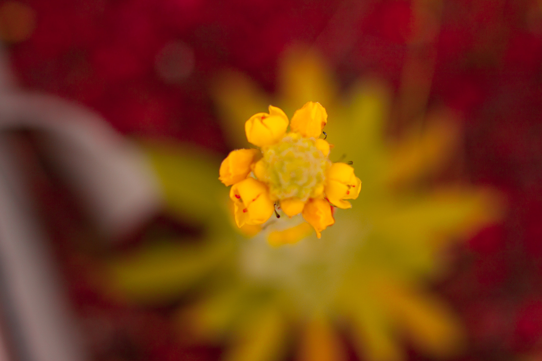 Canon EOS 40D + Canon EF 50mm F1.8 II sample photo. Yellow mellow photography