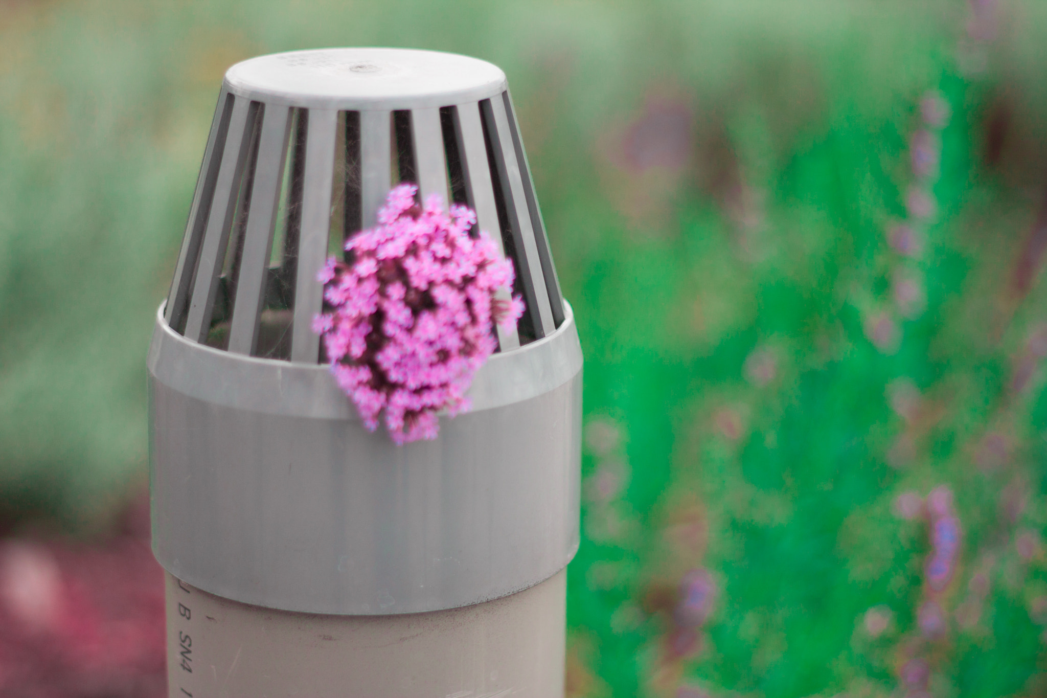 Canon EOS 40D + Canon EF 50mm F1.8 II sample photo. Pink beauty photography