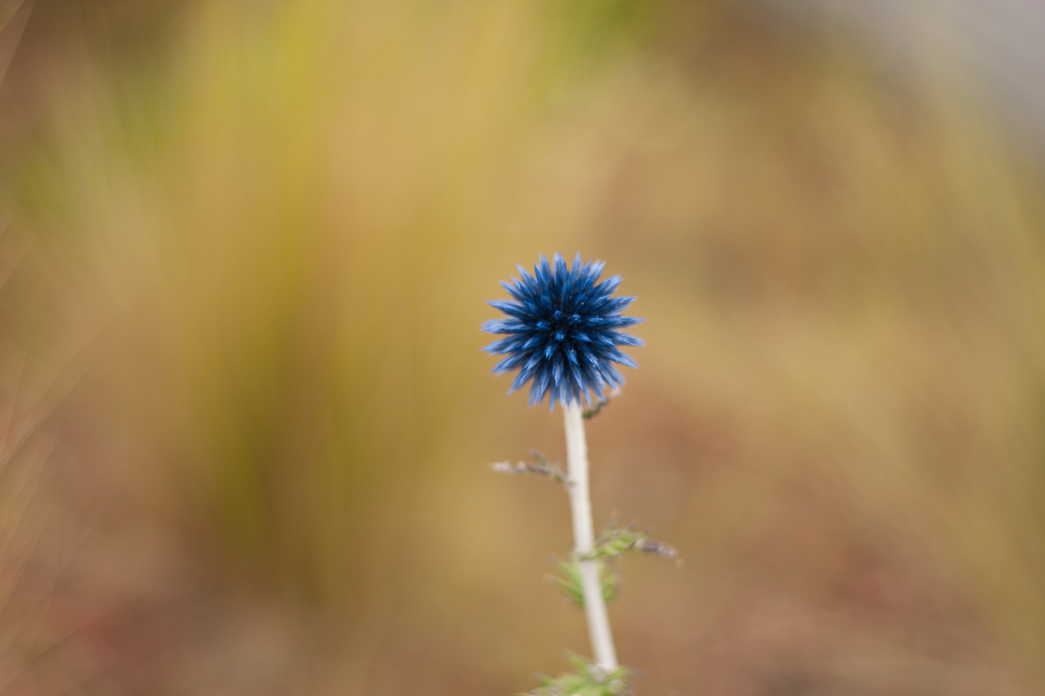 Canon EOS 40D + Canon EF 50mm F1.8 II sample photo. Azure photography