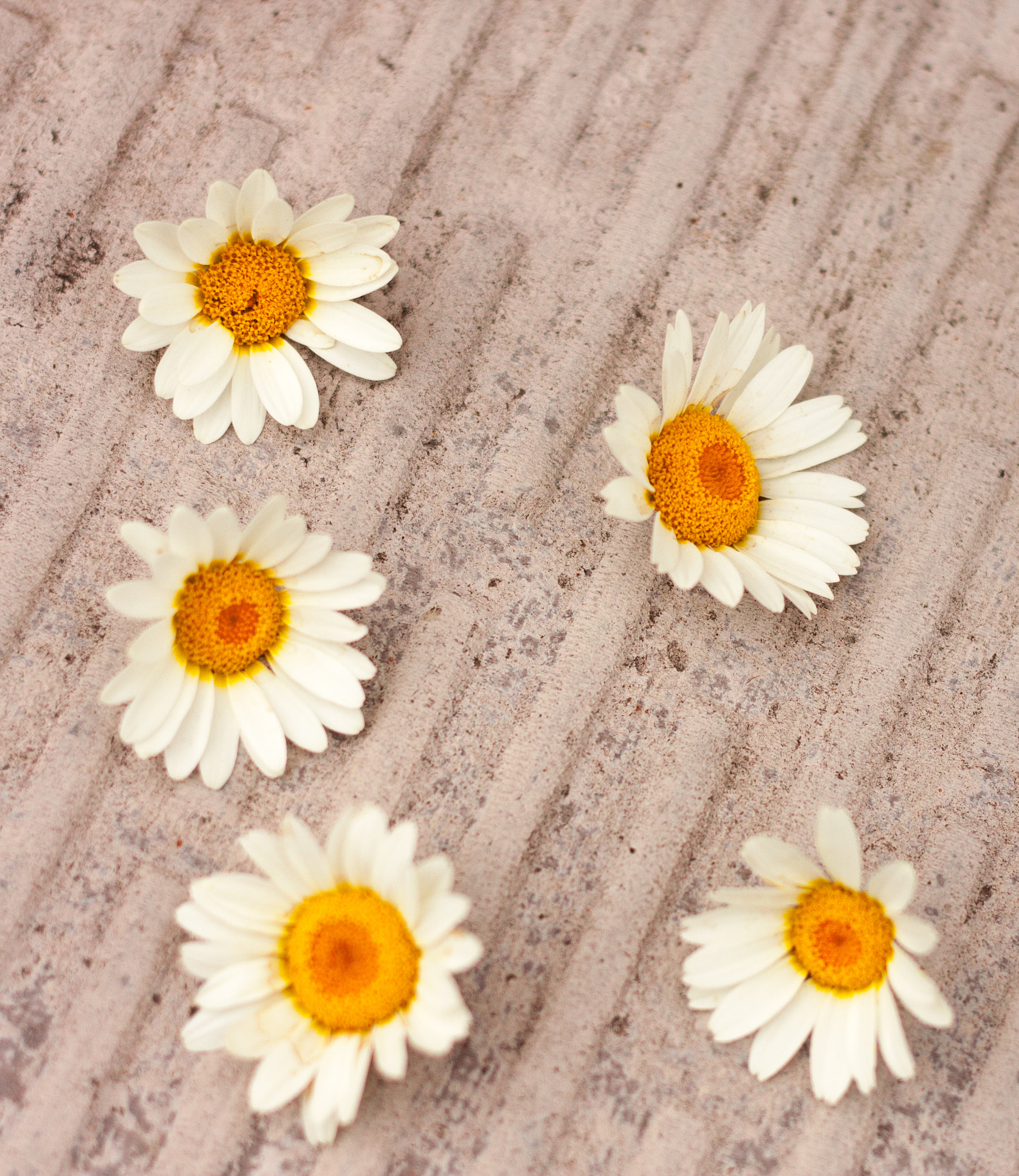 Canon EOS 40D + Canon EF 50mm F1.8 II sample photo. Daisy chains photography