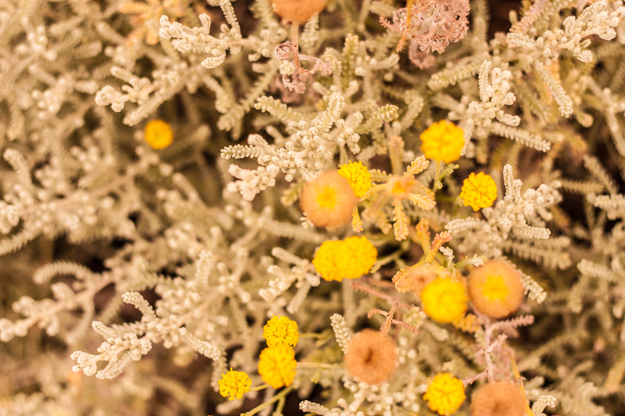 Canon EF 50mm F1.8 II sample photo. Weedyness photography