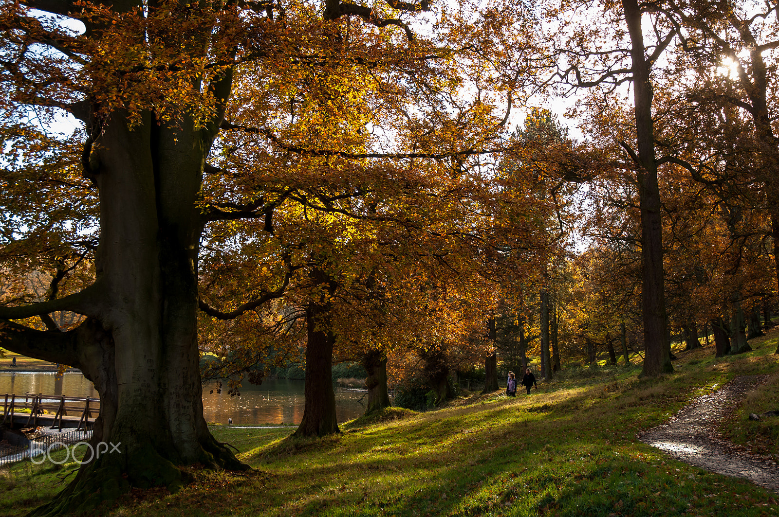 Nikon D2X sample photo. Autumn light photography